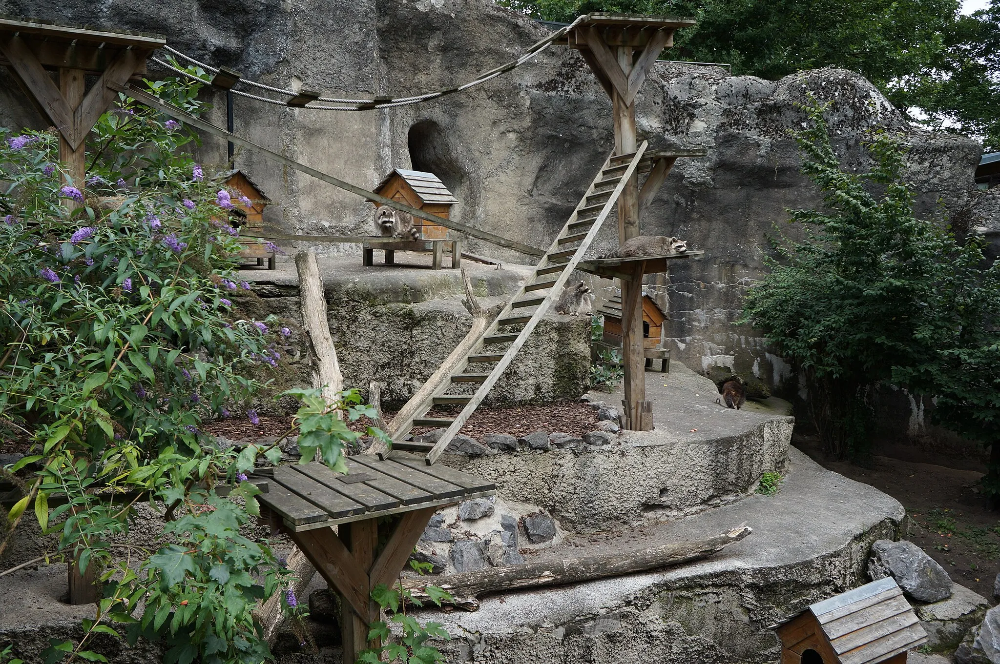 Photo showing: Procyon  du Zoo de Maubeuge Nord (département français)