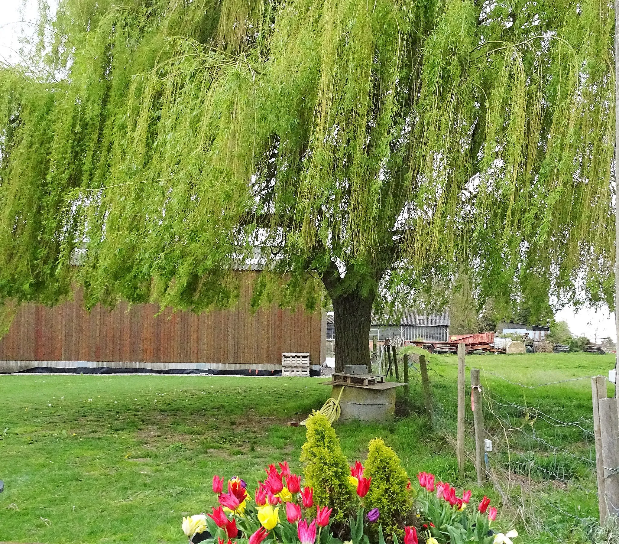 Photo showing: Saule pleureur ruelle de la Plate voie, Sainghin-en-Weppes.