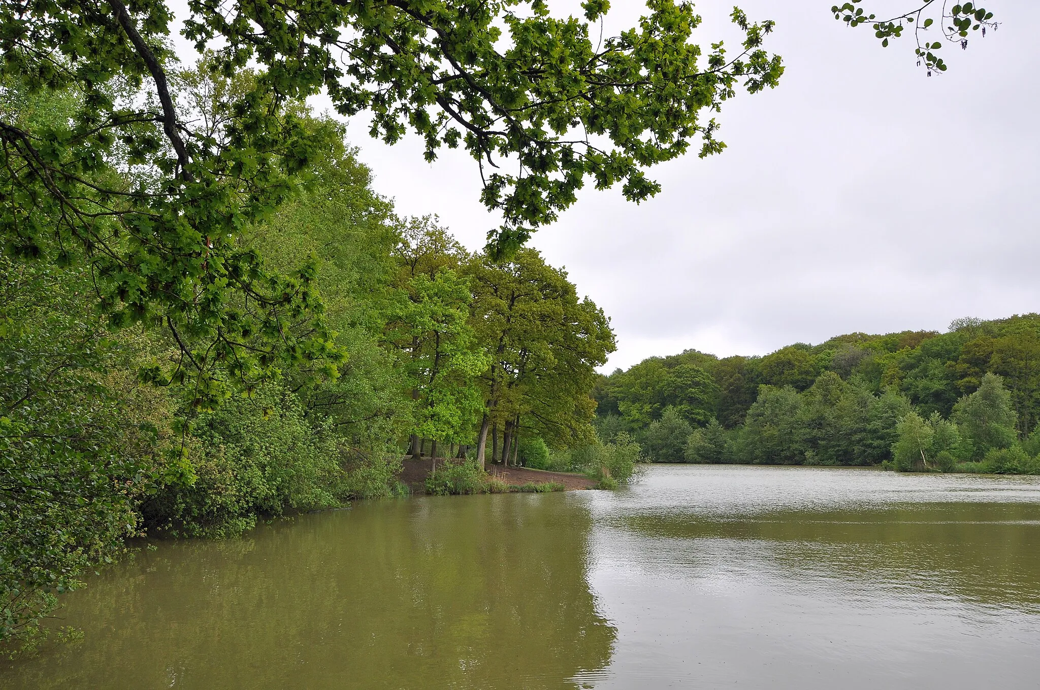 Photo showing: Arques (département du Pas-de-Calais, France): the pond of Harchelles in the forest of Clairmarais