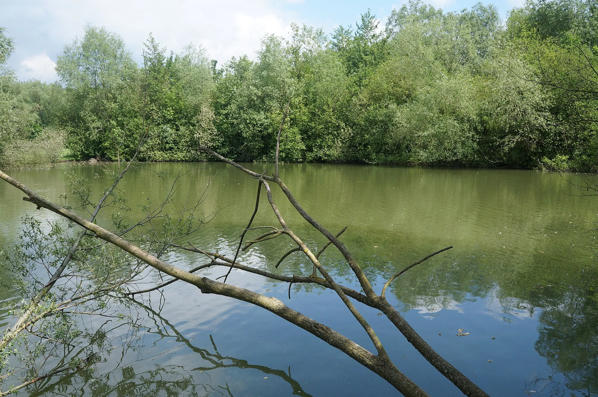 Photo showing: Le bois des anglais dans la Réserve naturelle régionale du marais de Wagnonville département du Nord, sur les communes de Douai et Flers-en-Escrebieux, Nord-Pas-de-Calais-Picardie