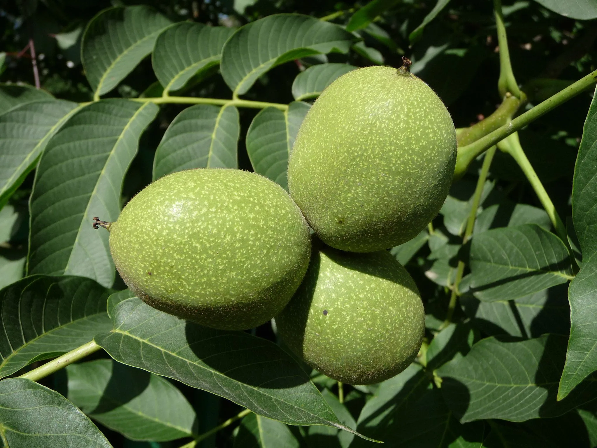 Photo showing: The Common walnut, Persian walnut, or English walnut (Juglans regia). Unripe nuts. July. Ukraine.