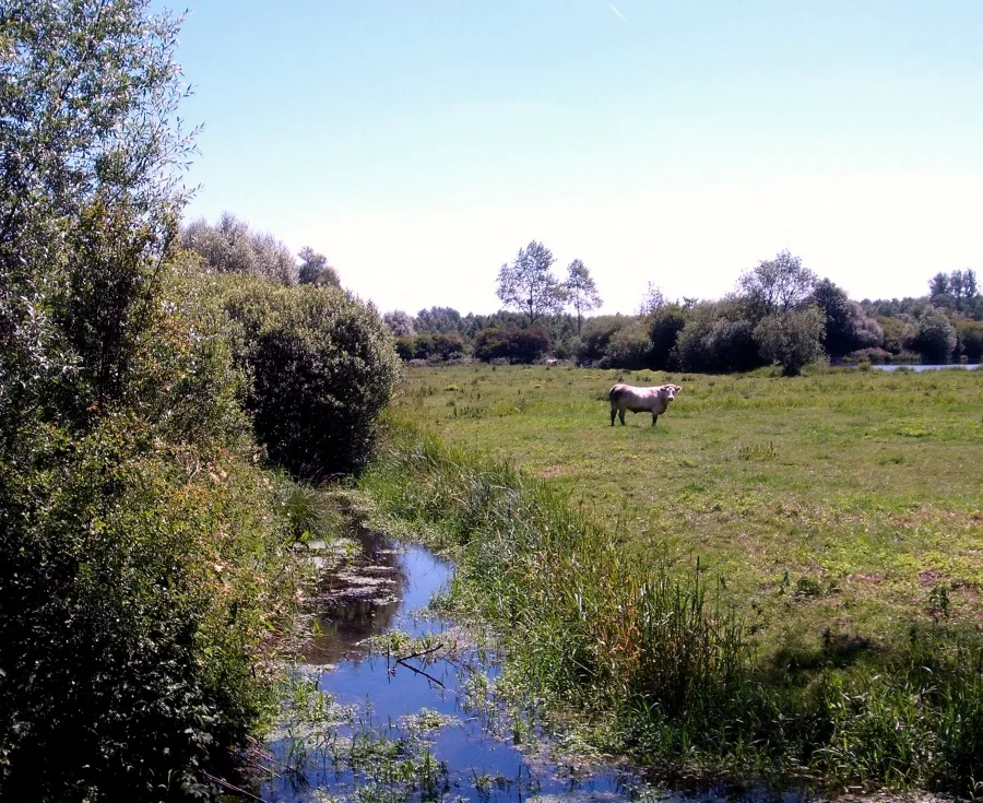 Photo showing: Ruisseau dans le val d'Authie