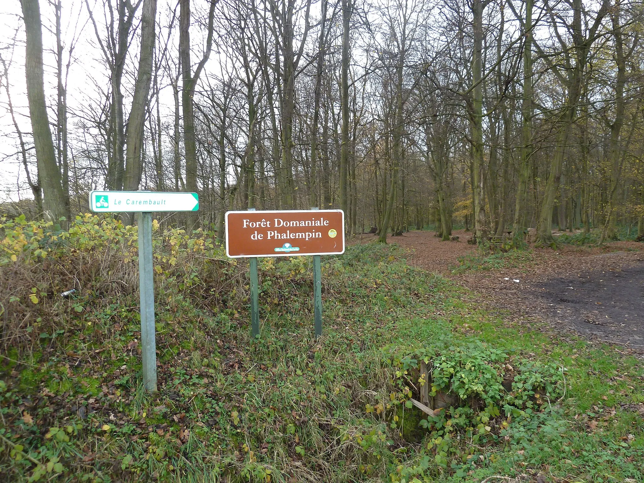 Photo showing: Forêt de Phalempin Attiches Nord.-France