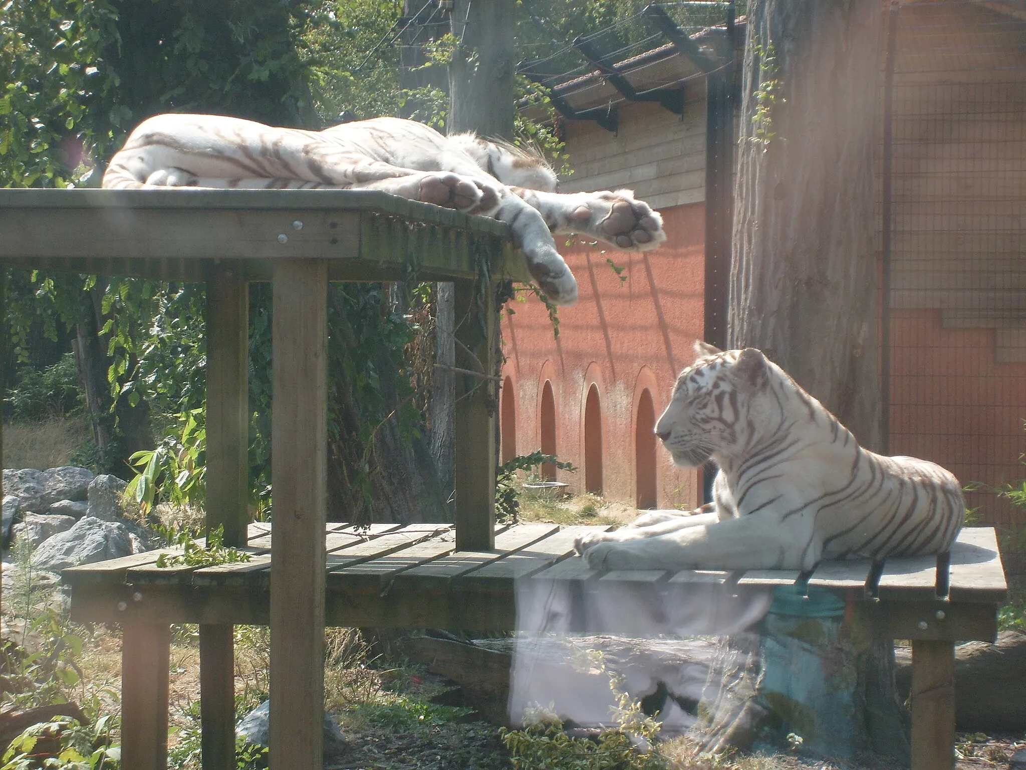 Photo showing: White tigers at Maubeuge's zoo