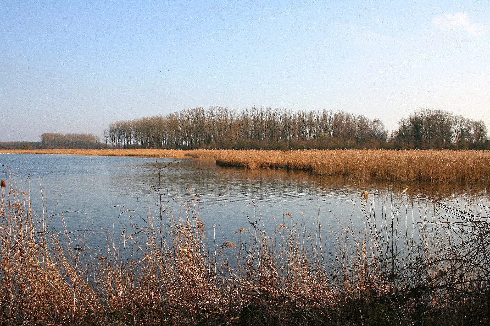 Photo showing: Harchies (Belgium), section of the pound and reed bed located at the western side of the Pommerœul dam.
