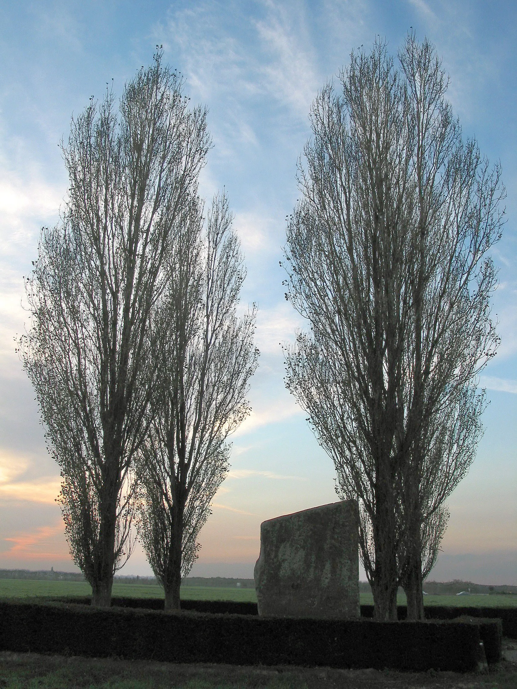 Photo showing: Brunehaut Hainaut (Belgium), the Pierre Brunehaut (megalith).