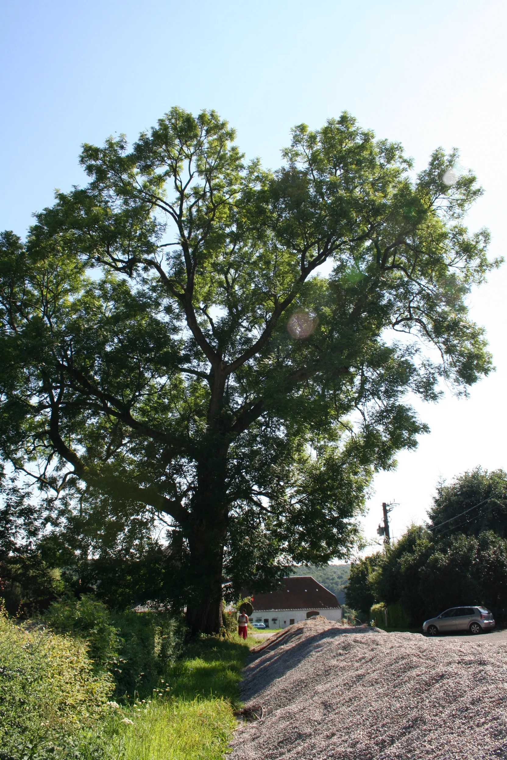 Photo showing: Ash tree.