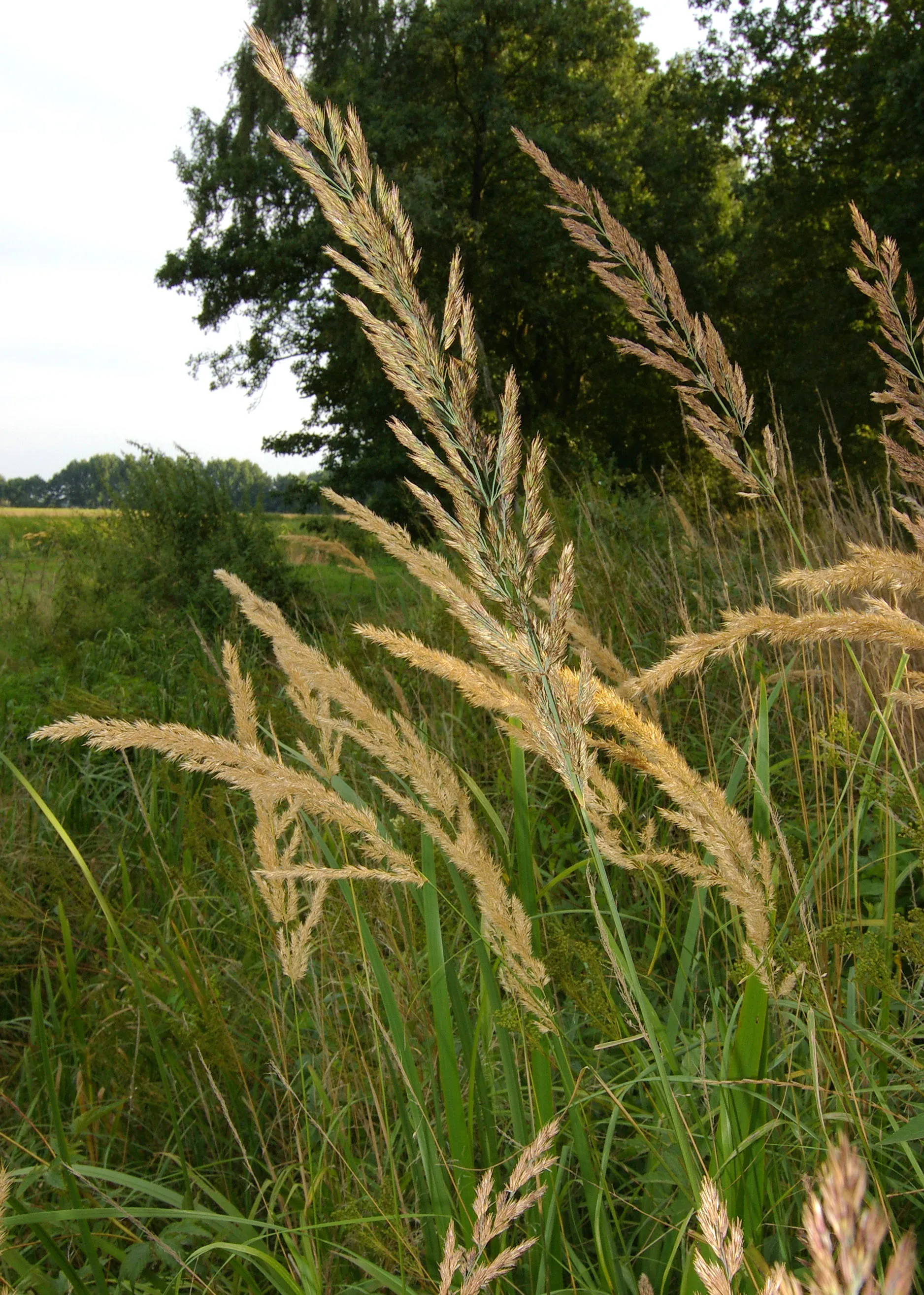 Photo showing: The grass Calamagrostis epigejos.