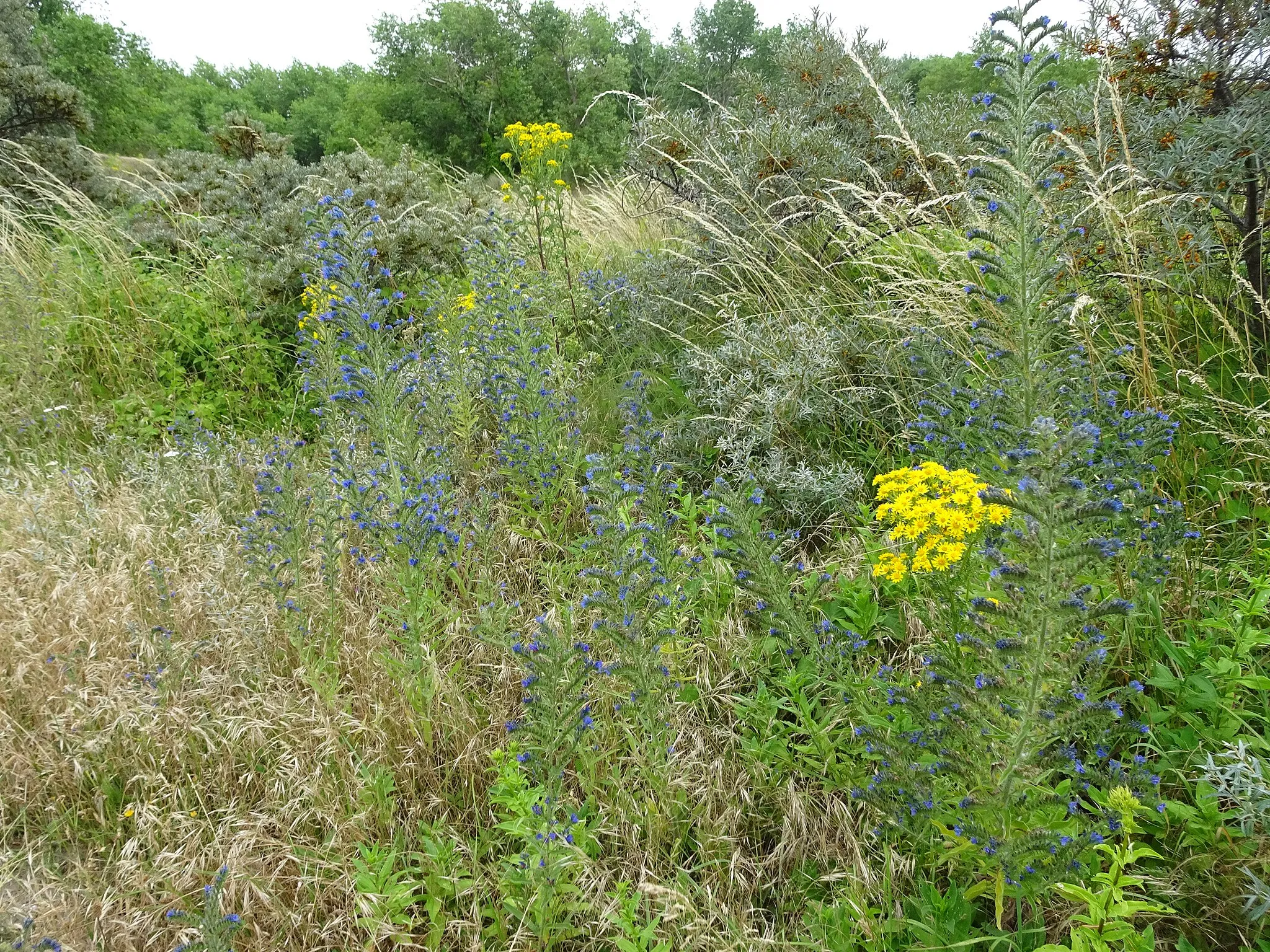 Photo showing: Dans les Dunes de Flandres la Réserve Naturelle de la Dune du Perroquet.- Bray-Dunes Nord