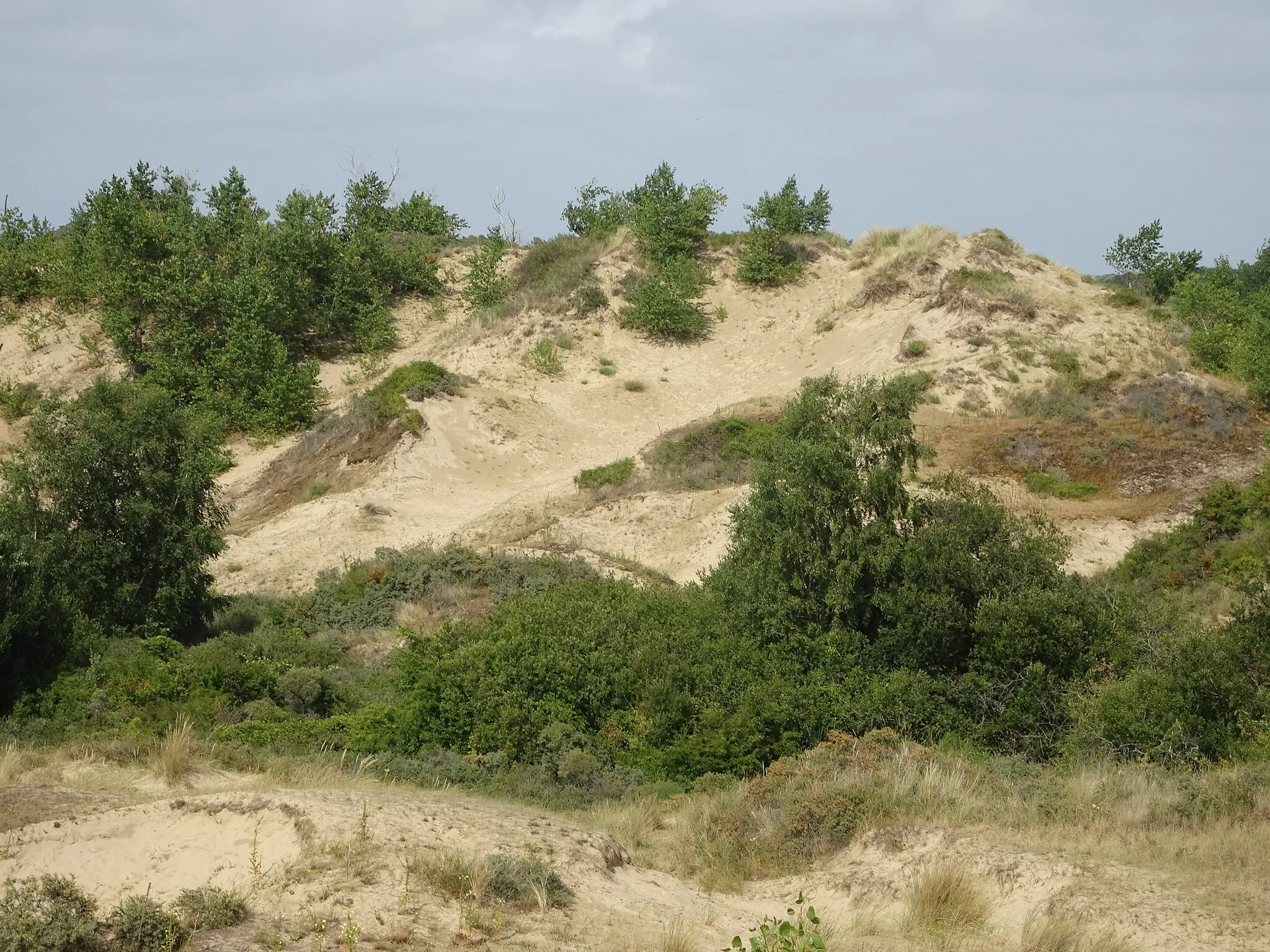 Photo showing: Dans les Dunes de Flandres Réserve naturelle nationale de la dune Marchand Bray-Dunes Nord