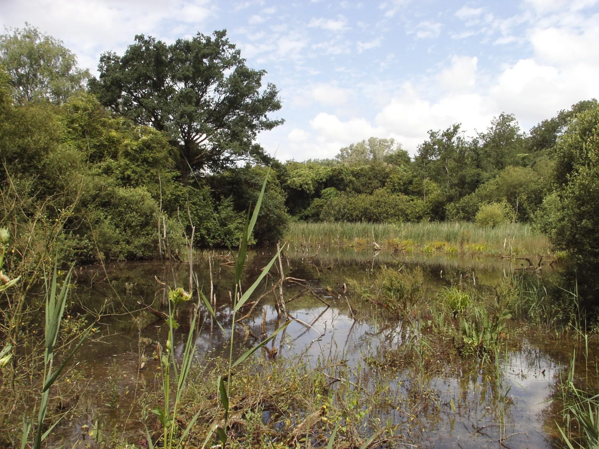 Photo showing: Cambrin's Wetland (Regional Nature Reserve, Pas de Calais, France)