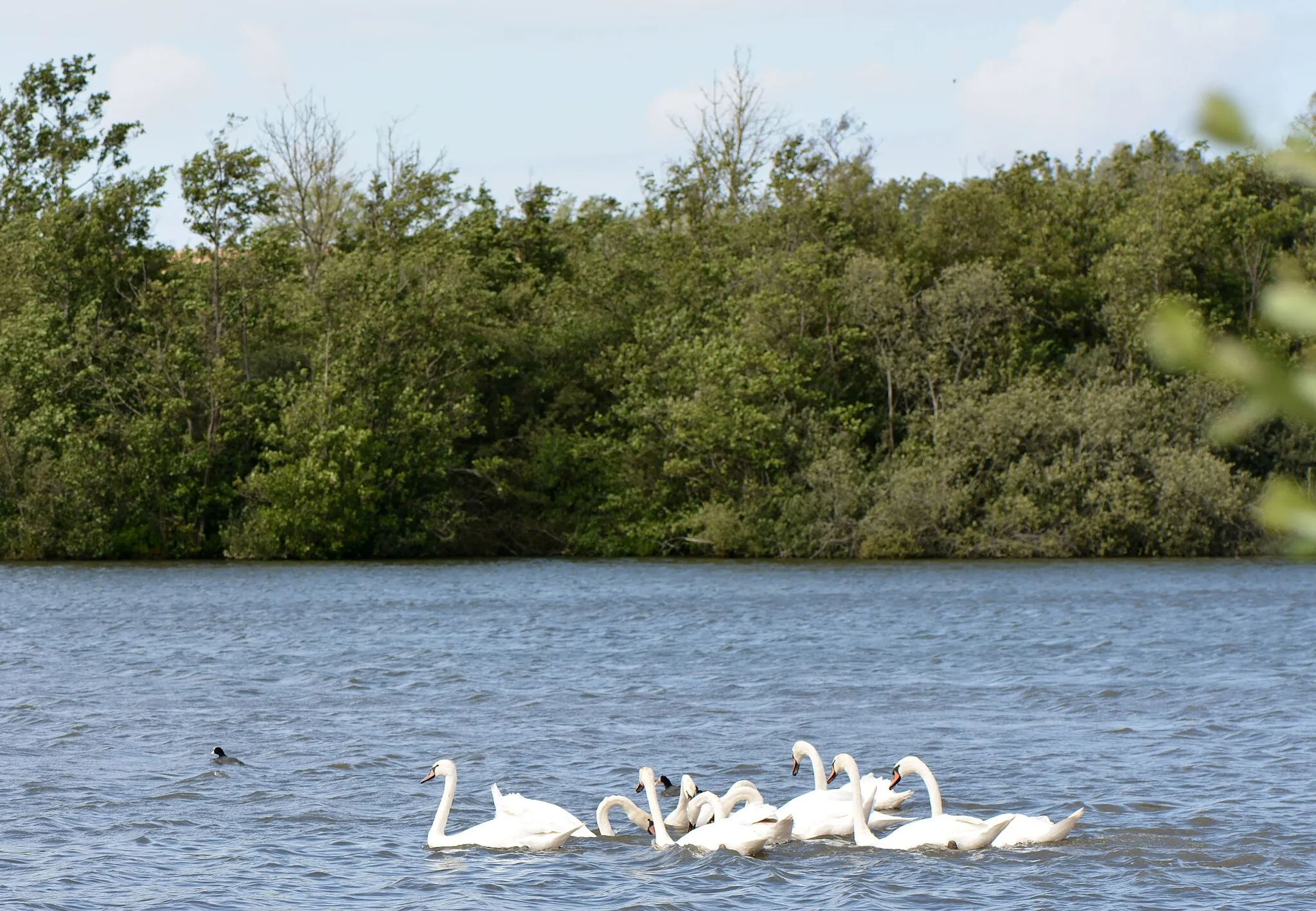 Photo showing: Swans (Cygnus olor) on the ponds of Brimeux (Marshes of the Canche at Brimeux and Marenla, in the Pas-de-Calais, here in August 2017). This pond is owned by the departmental federation of fishermen. This pond (from the extraction of peat and the drainage of the marsh) is located in the heart of the Valley of the Canche, a few km before Montreuil. It is owned by the departmental federation of fishermen.