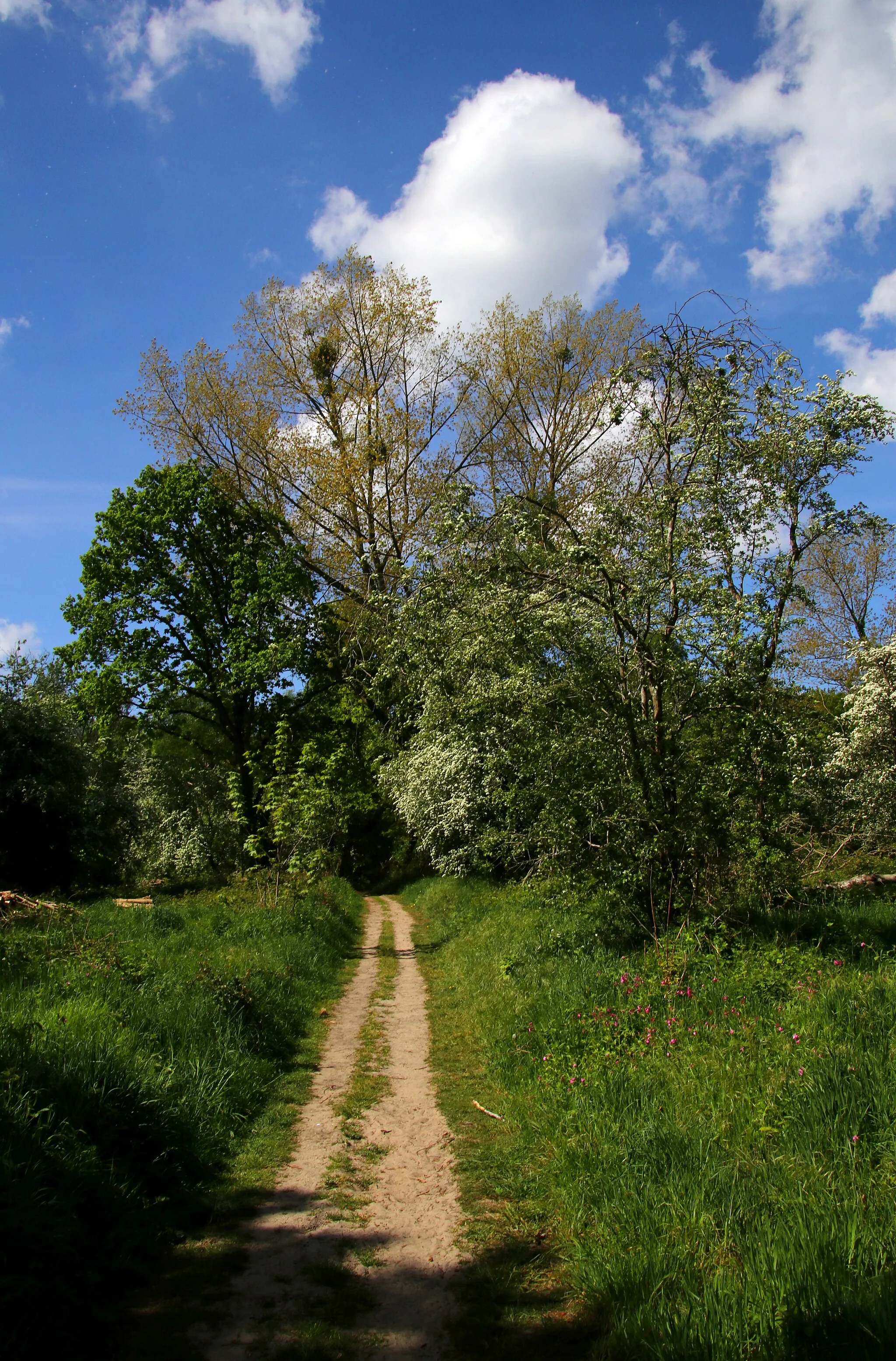 Photo showing: Hardelot. Dans la forêt d'Ecault.