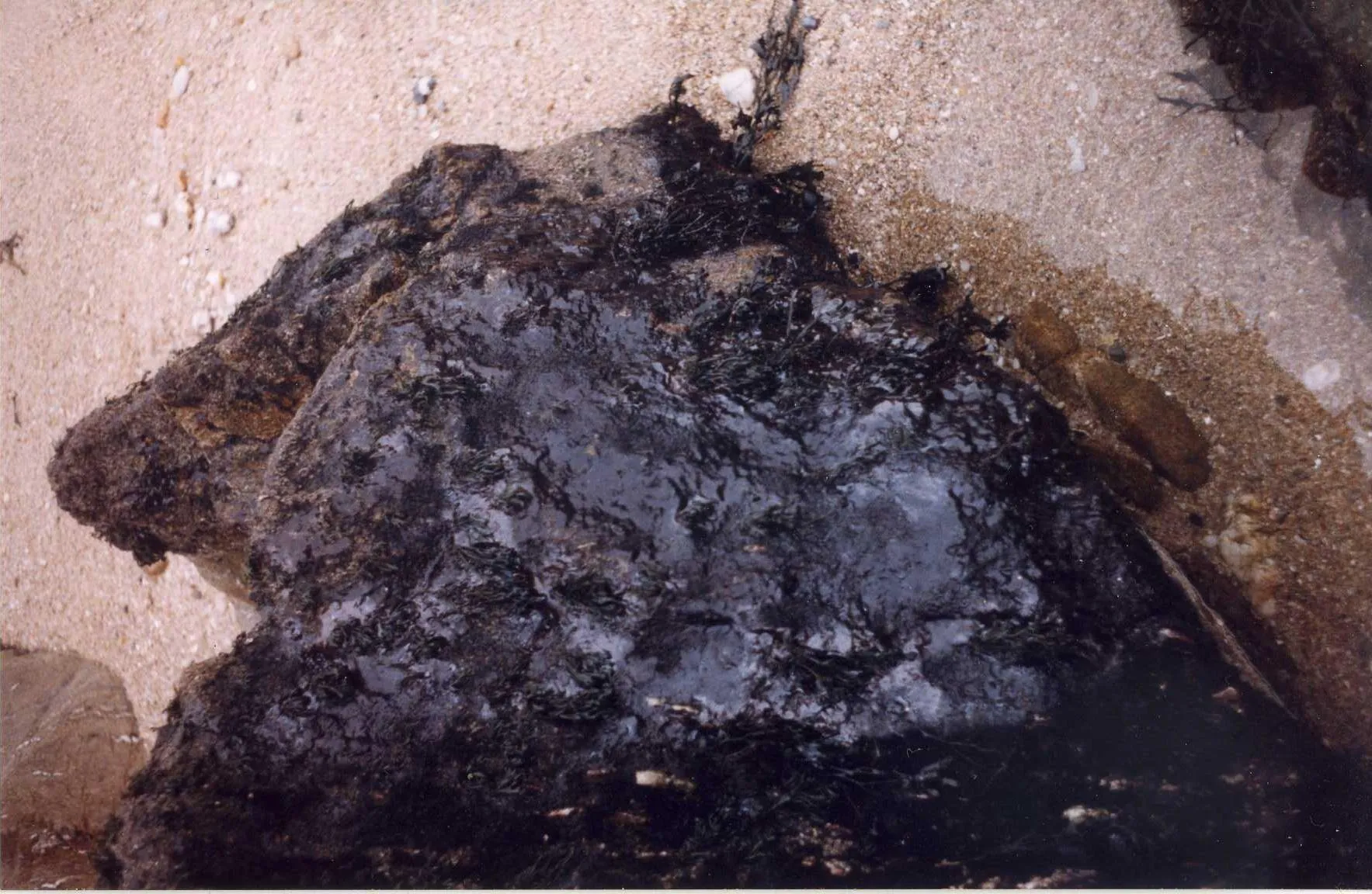 Photo showing: Plaque de Mazout photographiée sur une plage de la station balnéaire de Quimiac (Loire-Atlantique), suite au naufrage du pétrolier Erika survenu le 12 décembre 1999, au large de la Bretagne.
Le Ministère de l'Aménagement du Territoire et de l'Environnement avait été chargé de mettre en place un programme de suivi des conséquences écologiques et écotoxicologiques dues à ce naufrage. La co-animation de ce programme avait été confiée à l'IFREMER et l'INERIS.