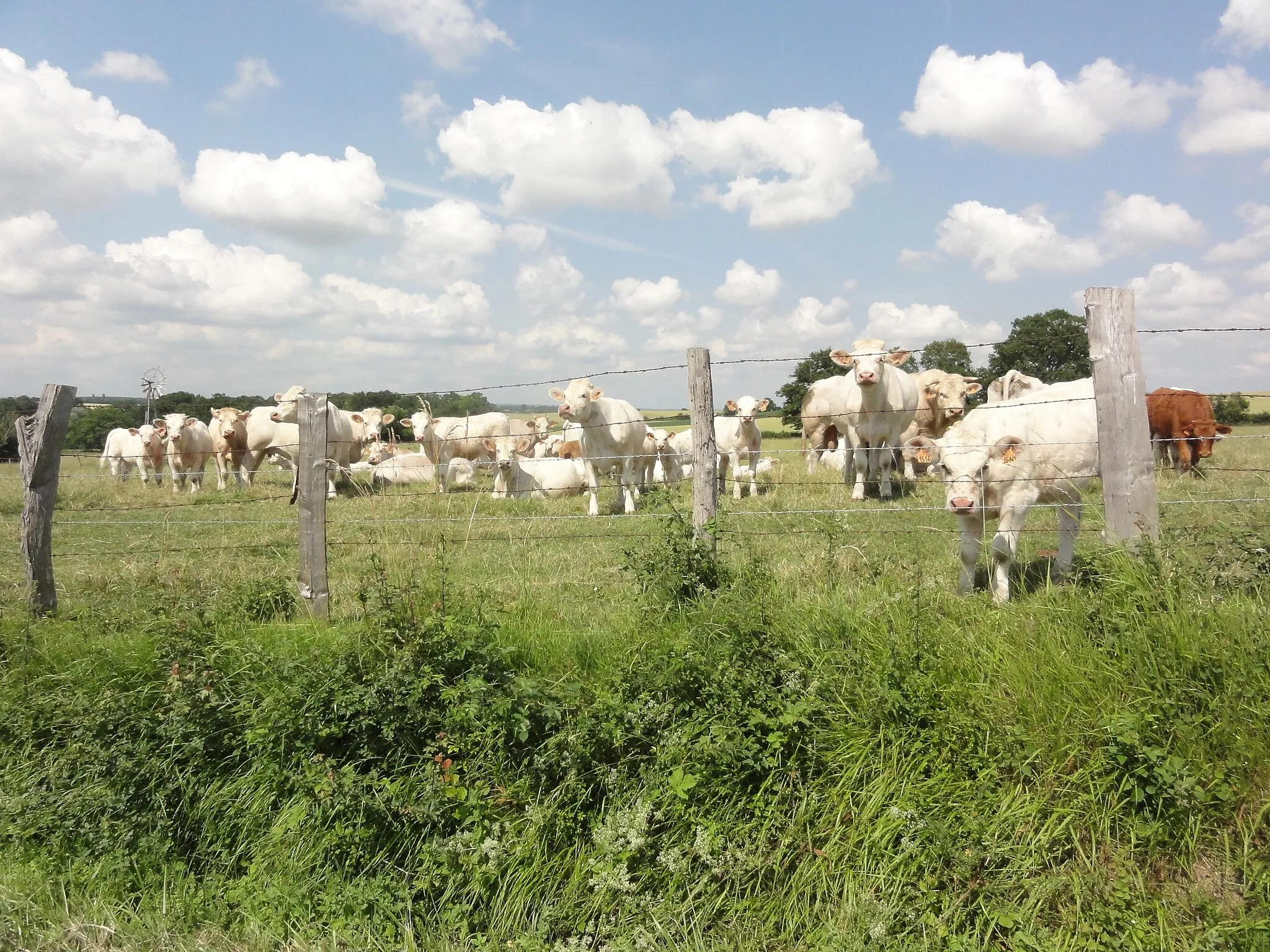 Photo showing: Piacé (Sarthe) La Morillonnerie, paysage avec vaches, au fond une turbine aérienne