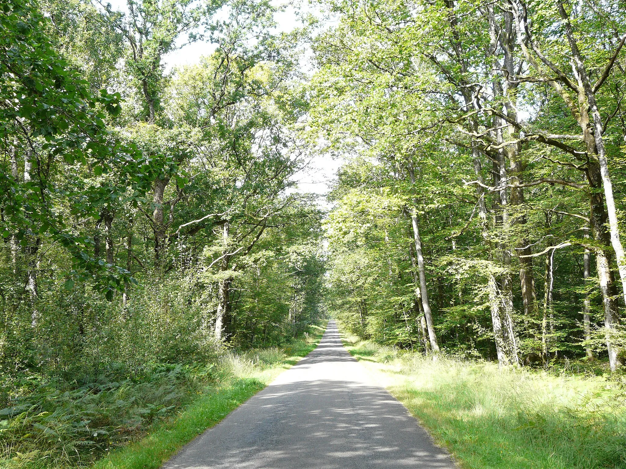 Photo showing: Passage dans la Forêt de Juigné