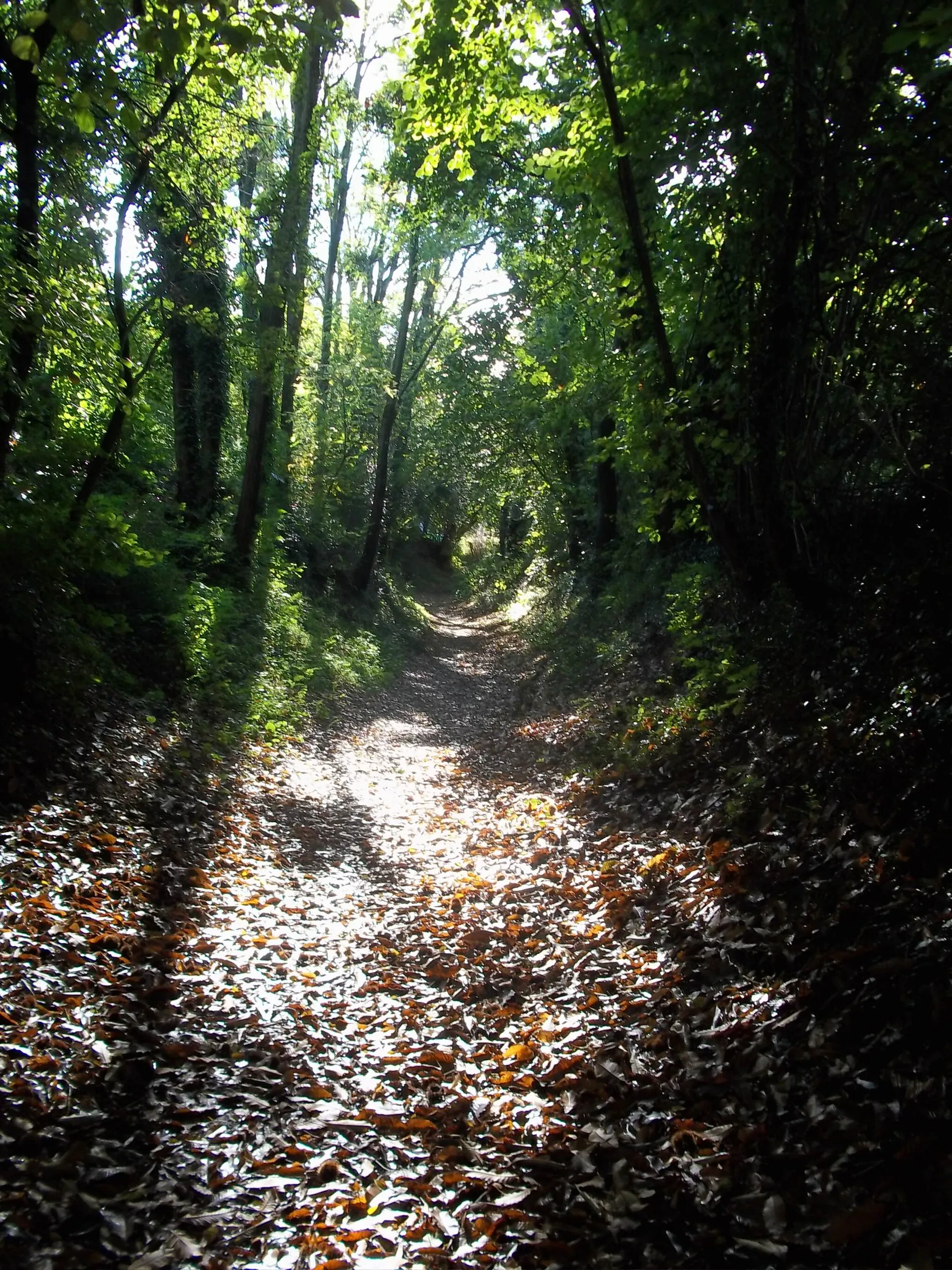 Photo showing: Chemin creux du boulevard nature