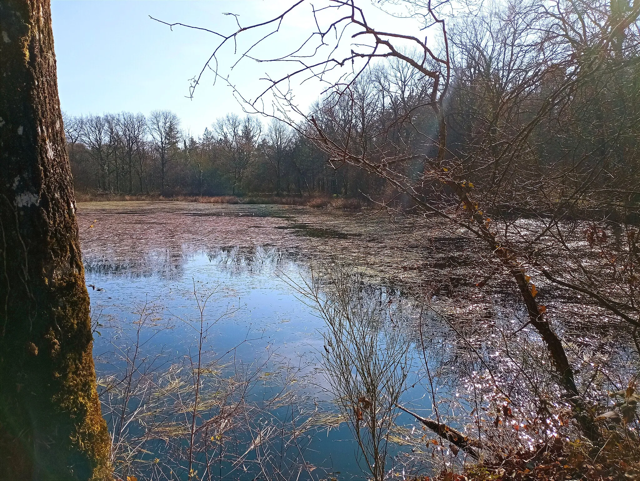 Photo showing: La forêt de Grasla. Etang. 2013.