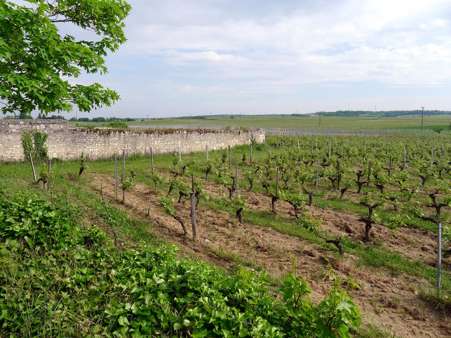 Photo showing: Parnay vineyards (Maine-et-Loire)