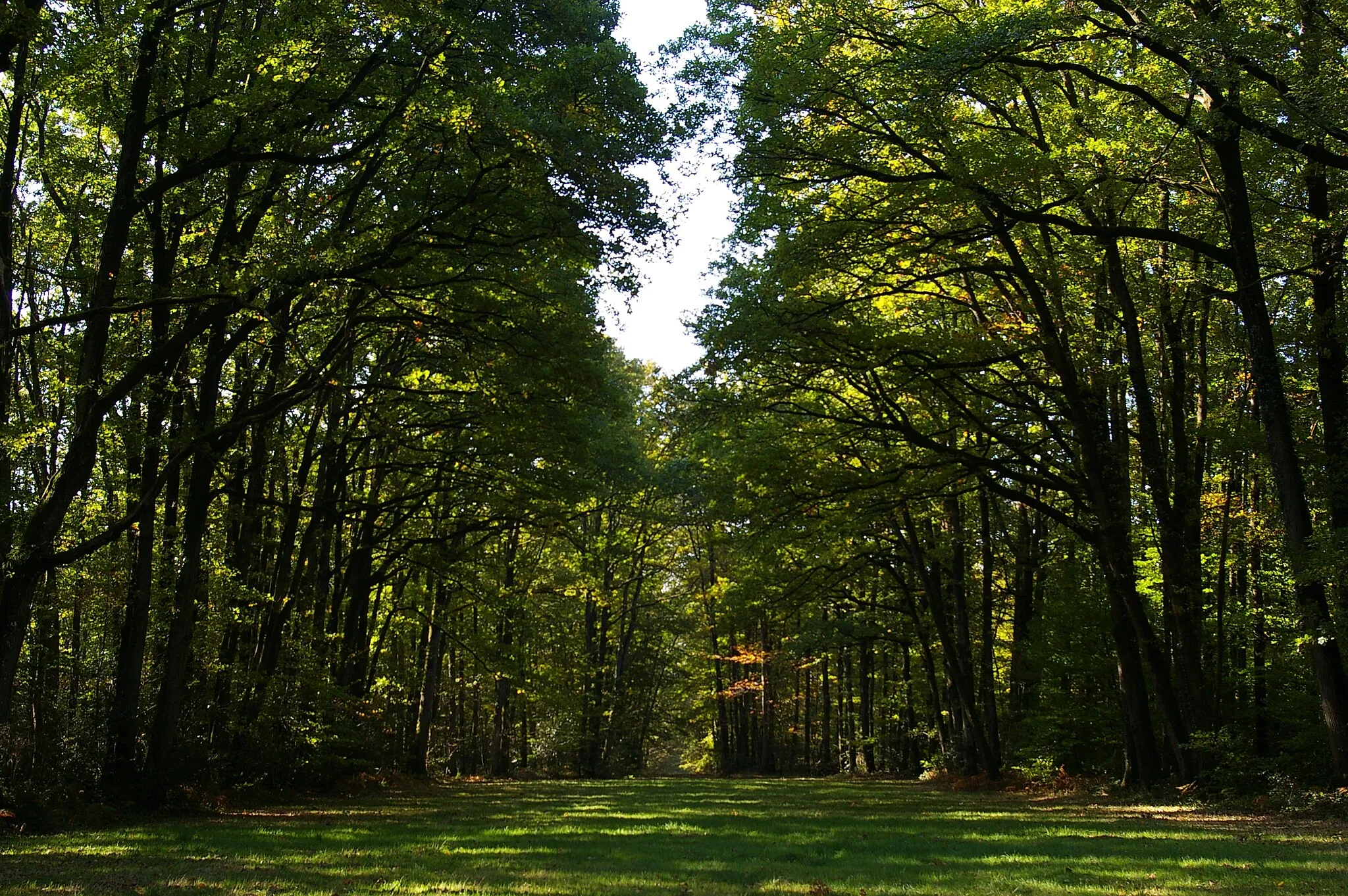 Photo showing: La forêt de la Charnie près du château de l'Essart à Sainte-Suzanne (Mayenne)