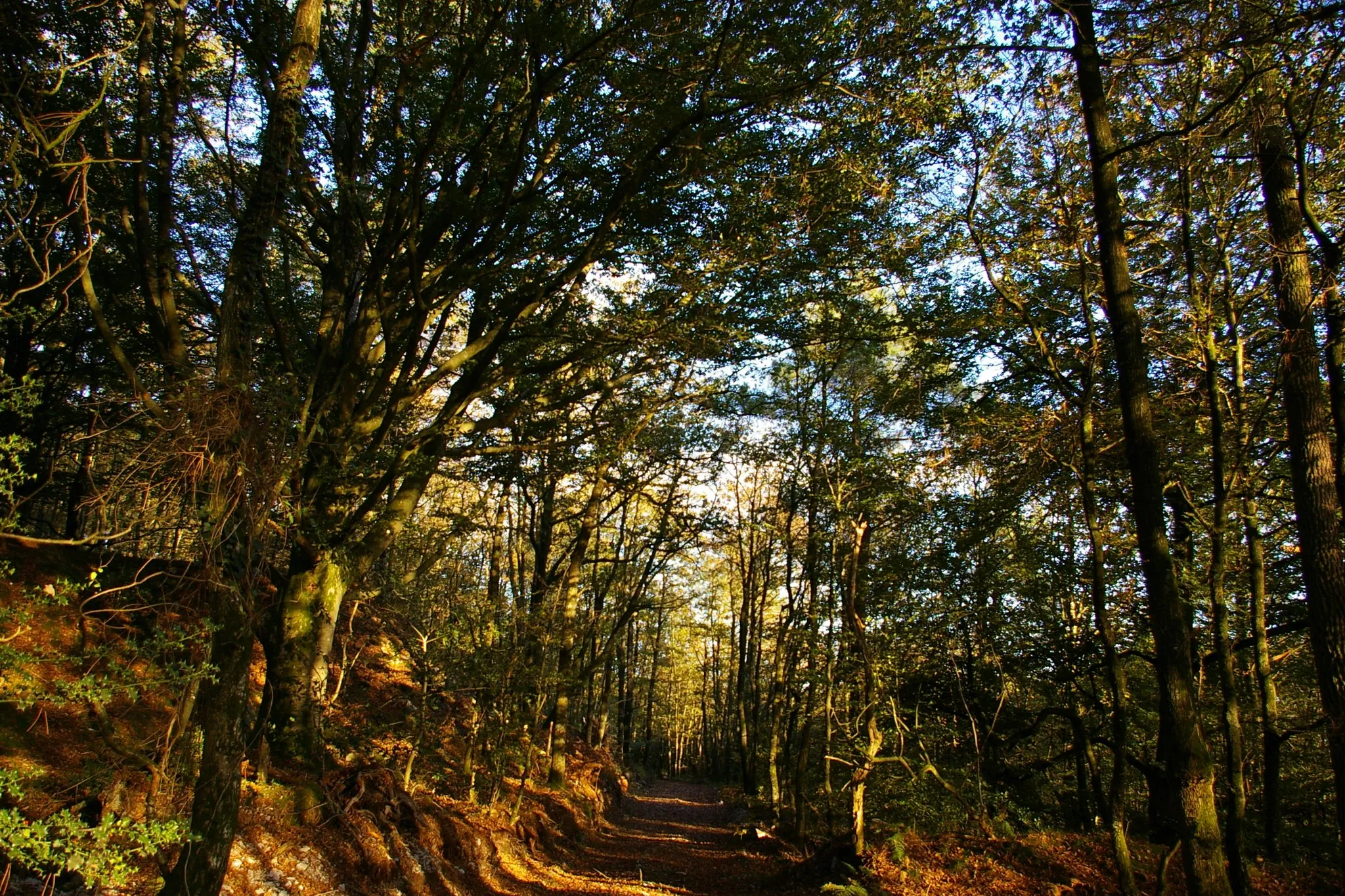 Photo showing: Forêt de la Charnie à Viviers
