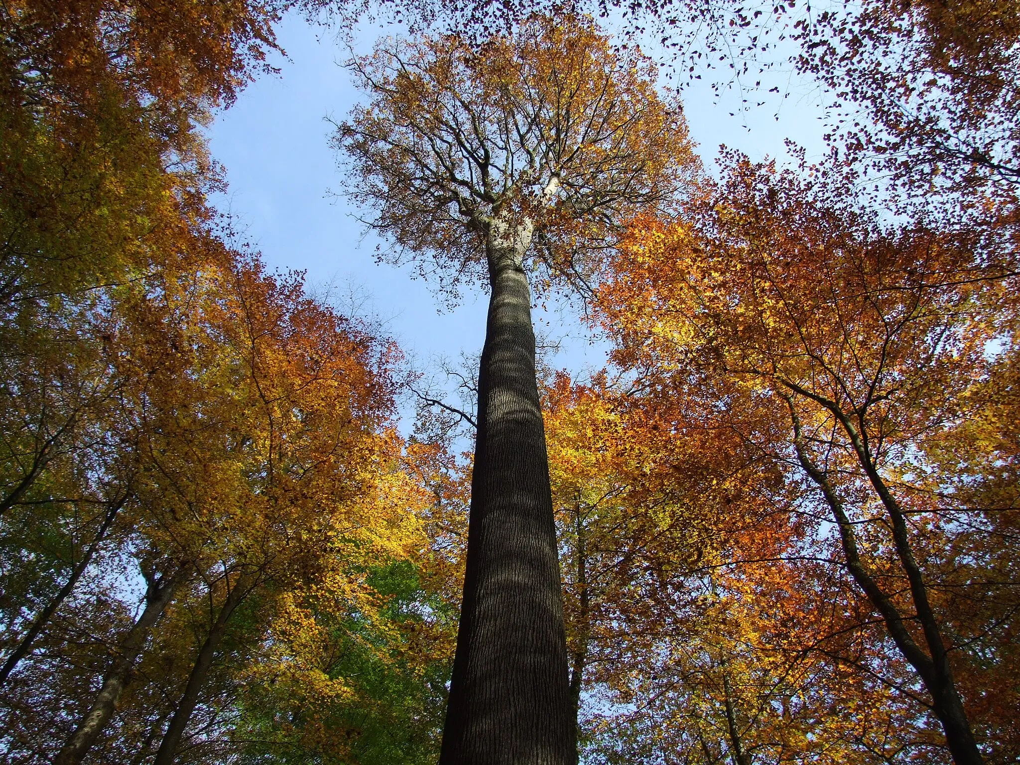 Photo showing: La Futaie des Clos et ses chênes tricentenaires. Certains font plus de 50 mètres de hauteur.