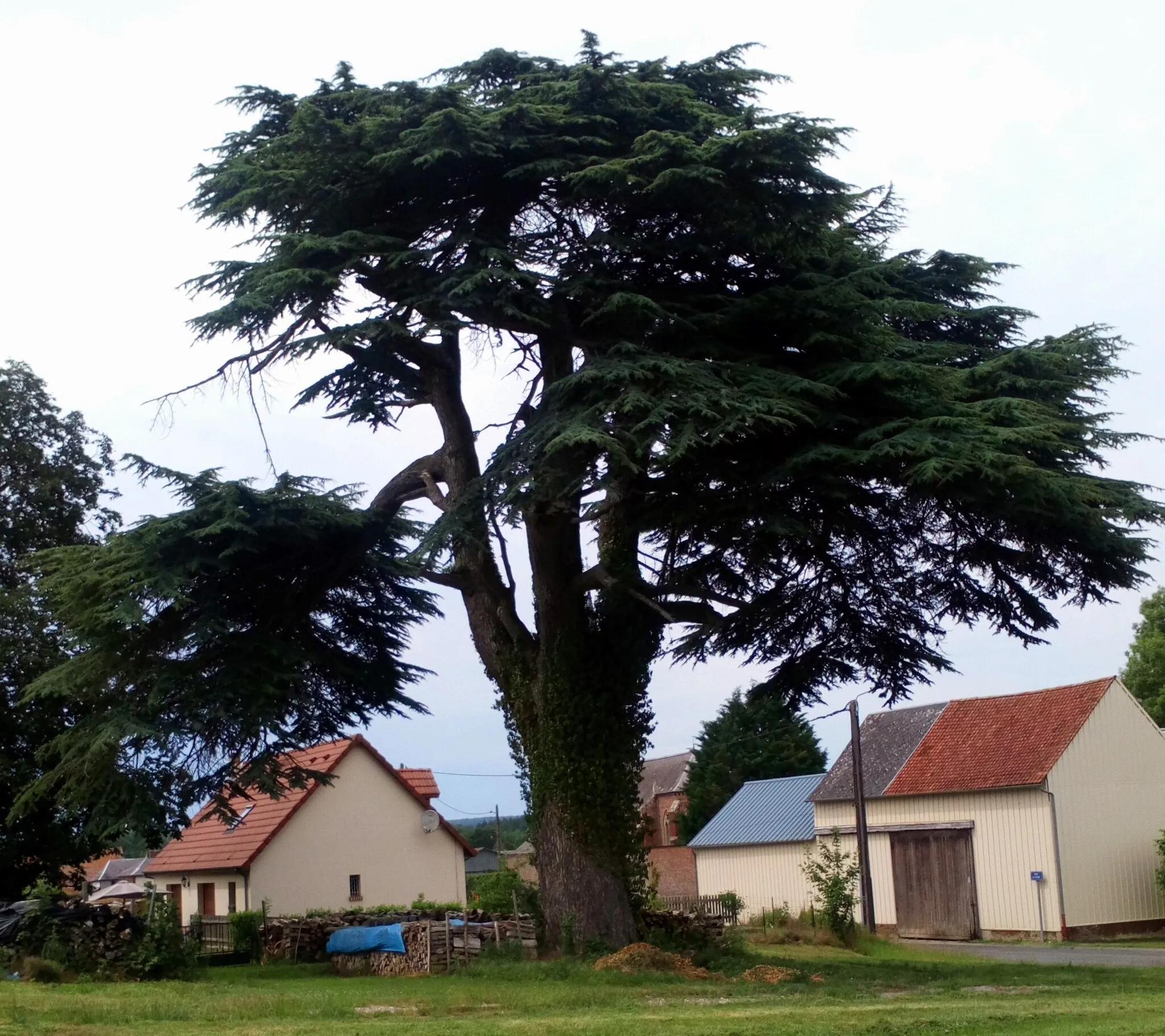 Photo showing: Cèdre de Fleury (Somme) 5