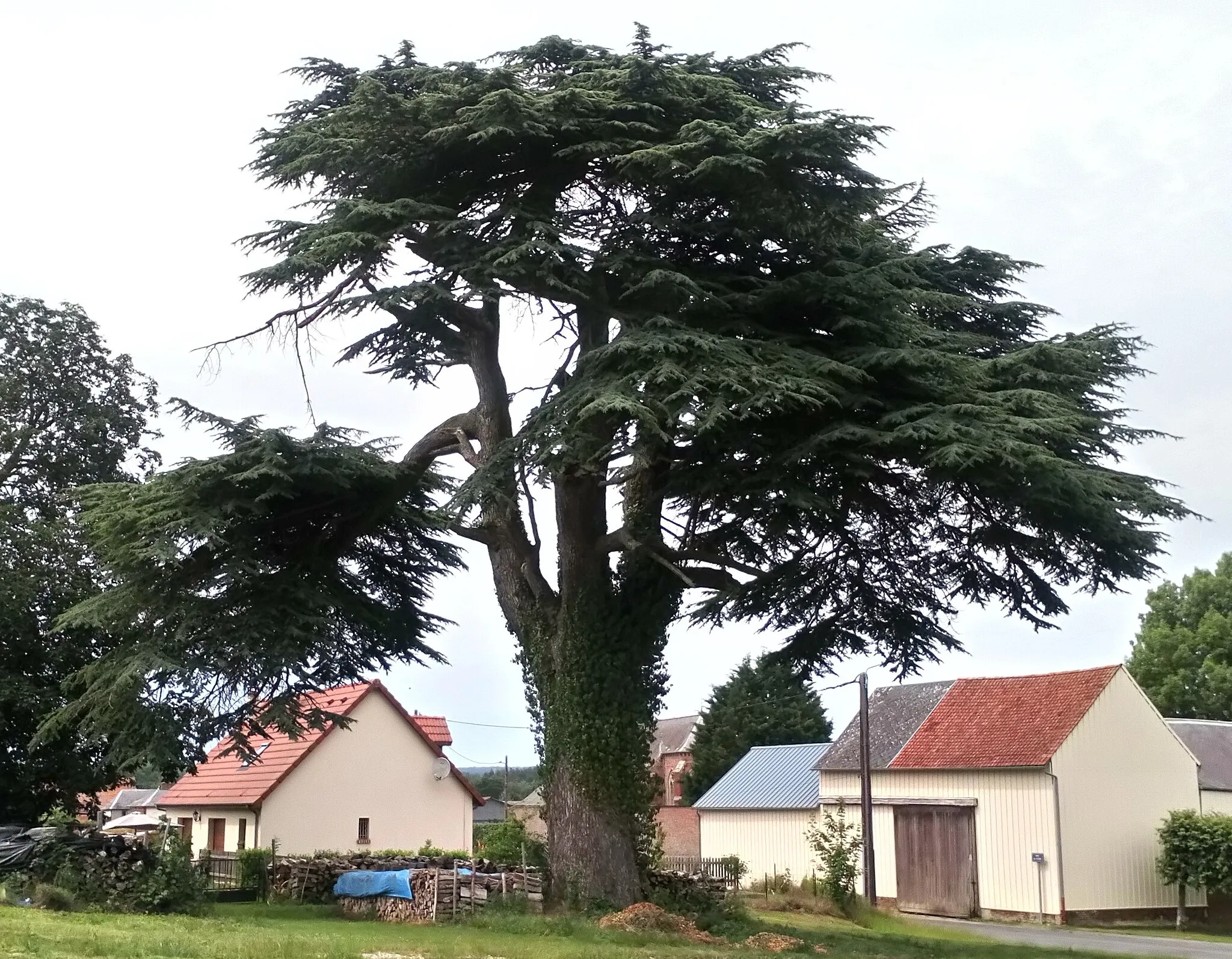 Photo showing: Cèdre de Fleury (Somme) 2