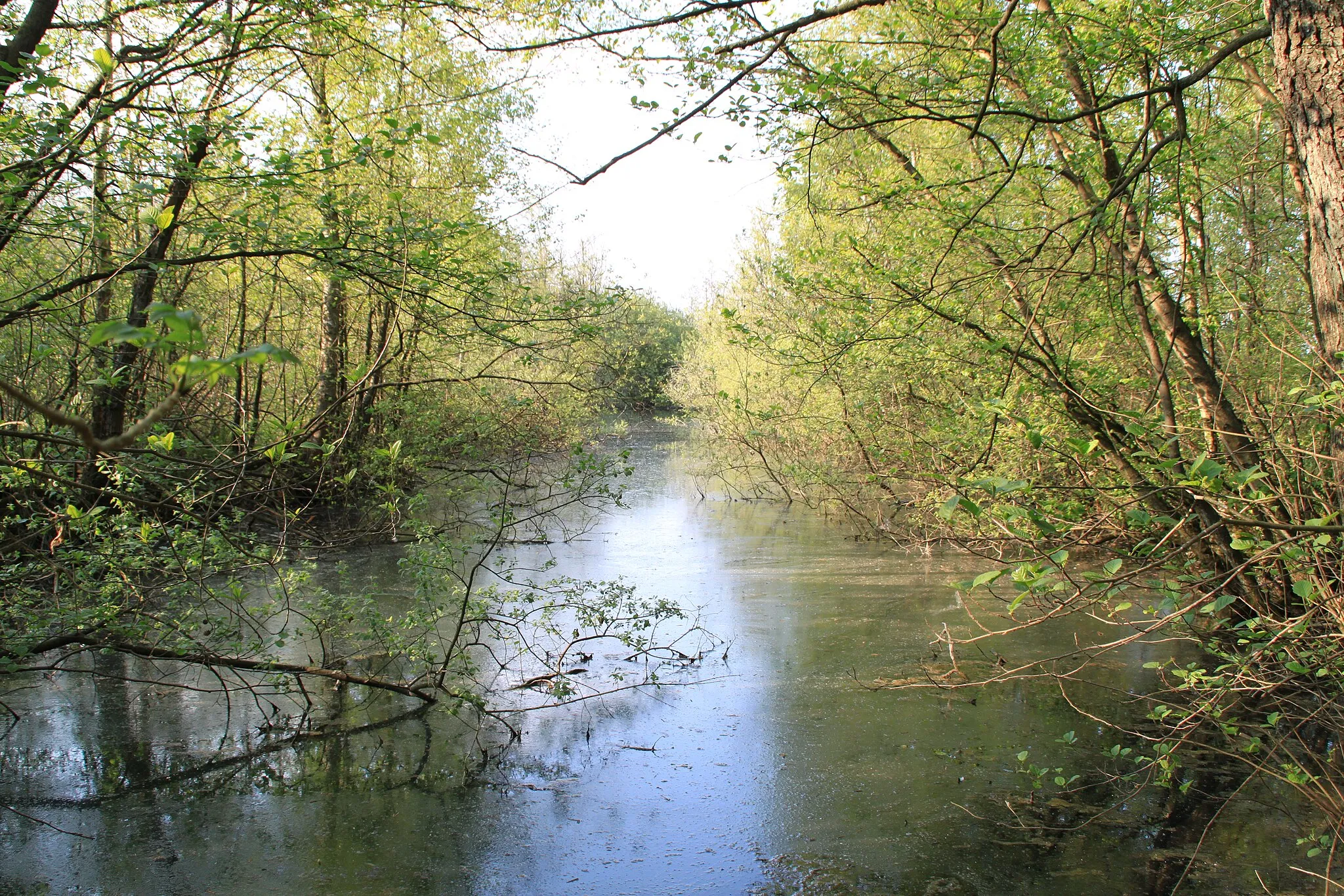 Photo showing: Les marécages et les étangs à Mesnil-Bruntel.