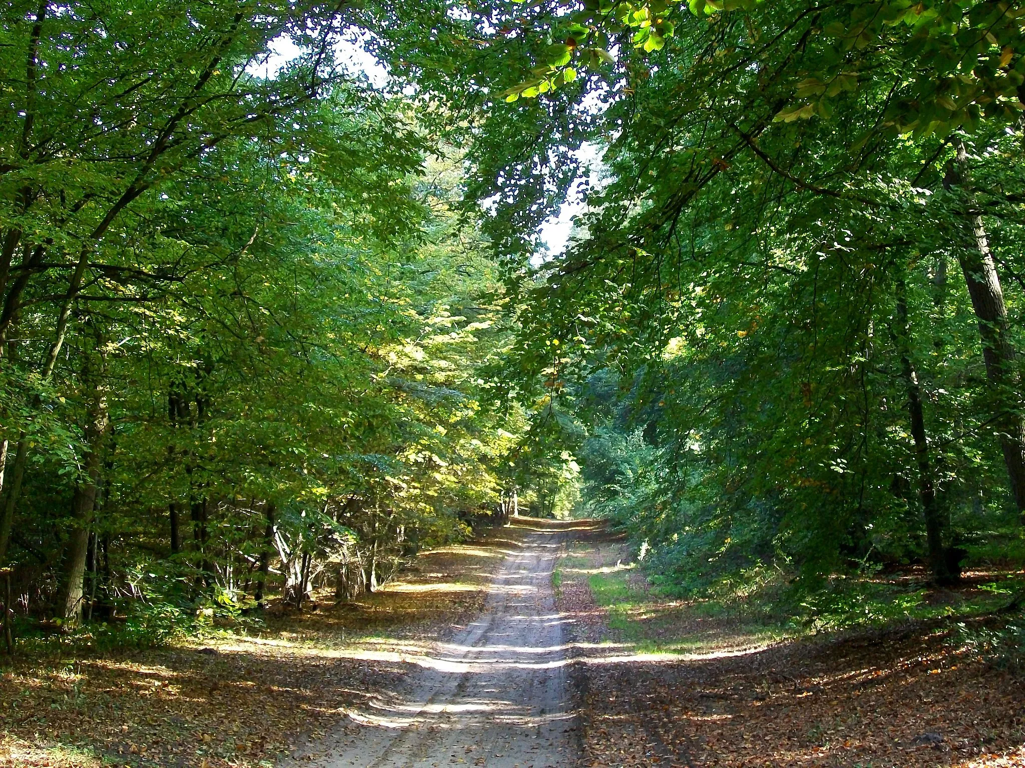 Photo showing: La route des Bâtis dans la forêt d'Halatte, commune de Verneuil-en-Halatte.