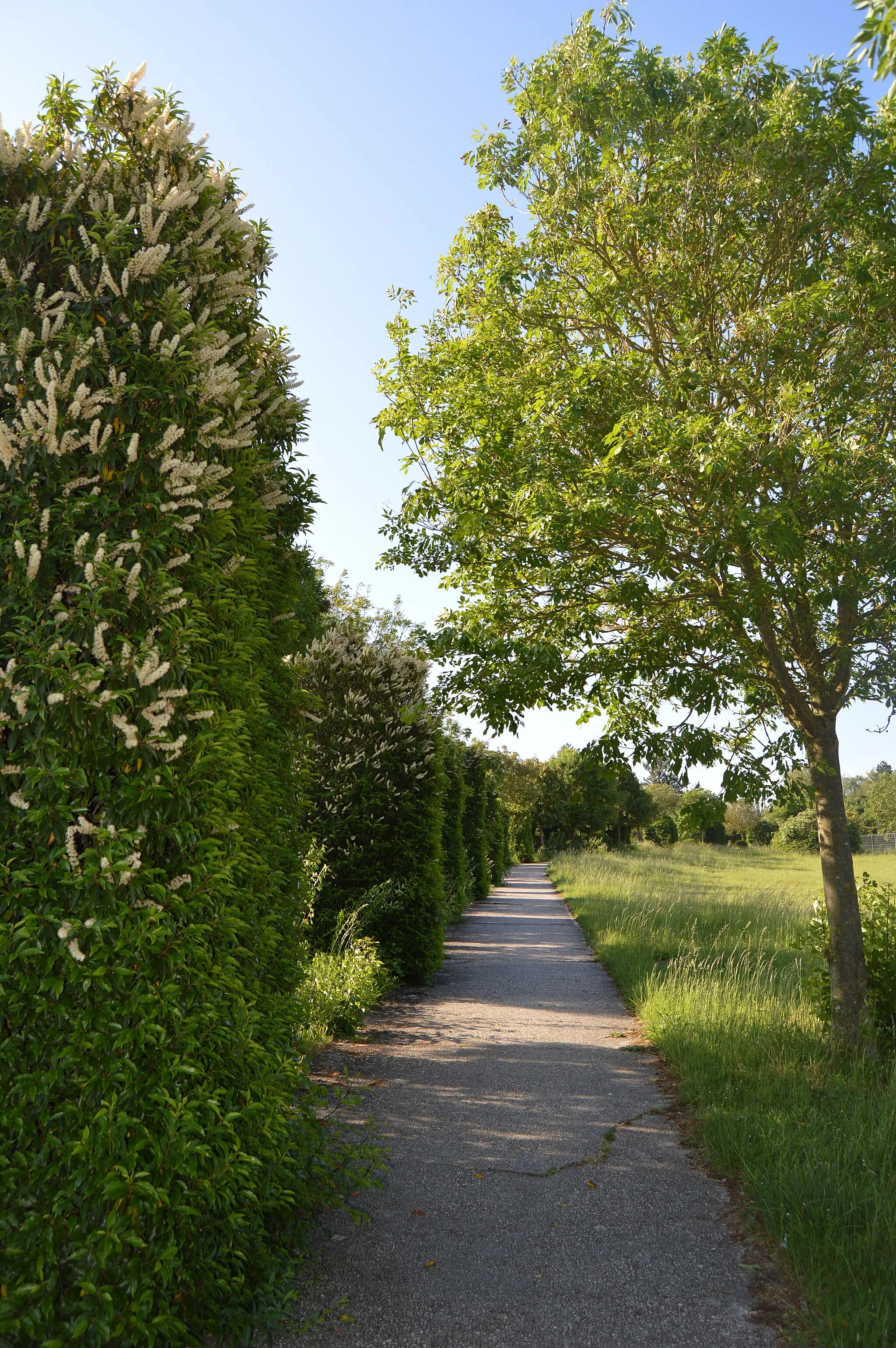 Photo showing: Photographie de l'allée de l'Espéranto à Salouël, Somme, France.