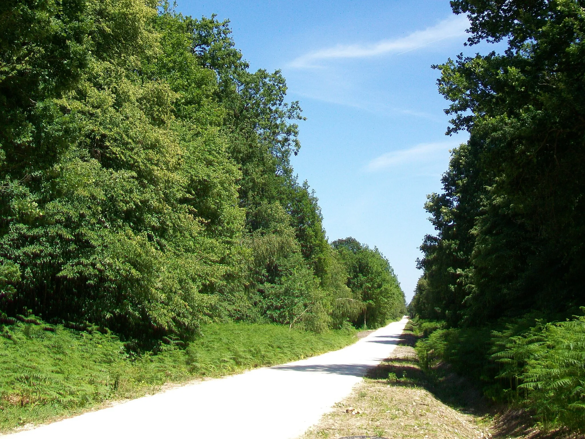 Photo showing: Le bois de Bonnet, situé principalement sur la commune d'Asnières-sur-Oise (Val-d'Oise) ; route de Royaumont. C'est la principale route forestière, traversant le bois en ligne droite de l'est à l'ouest. Elle vient d'être refaite par l'ONF.