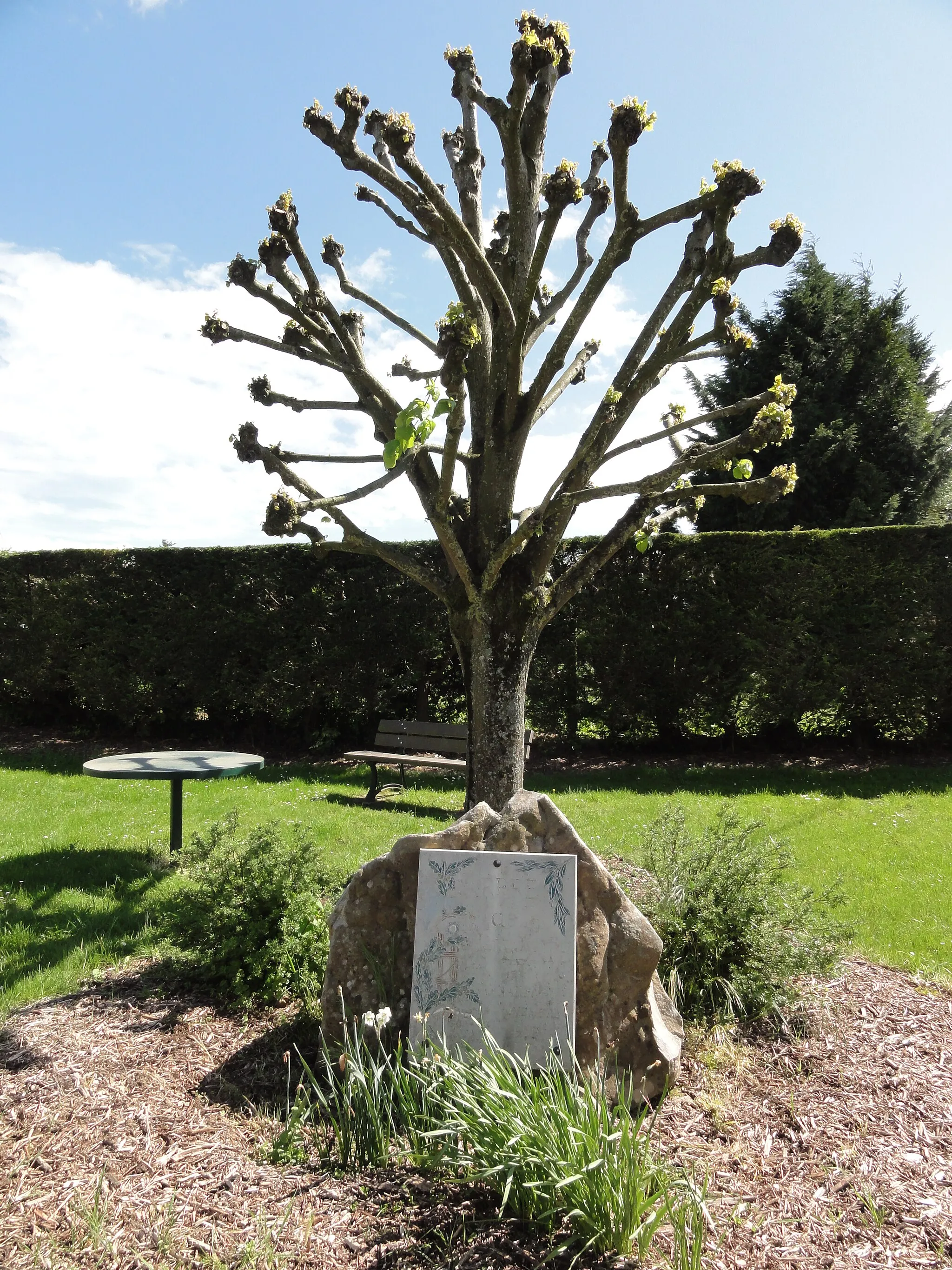 Photo showing: Renansart (Aisne) arbre de la liberté