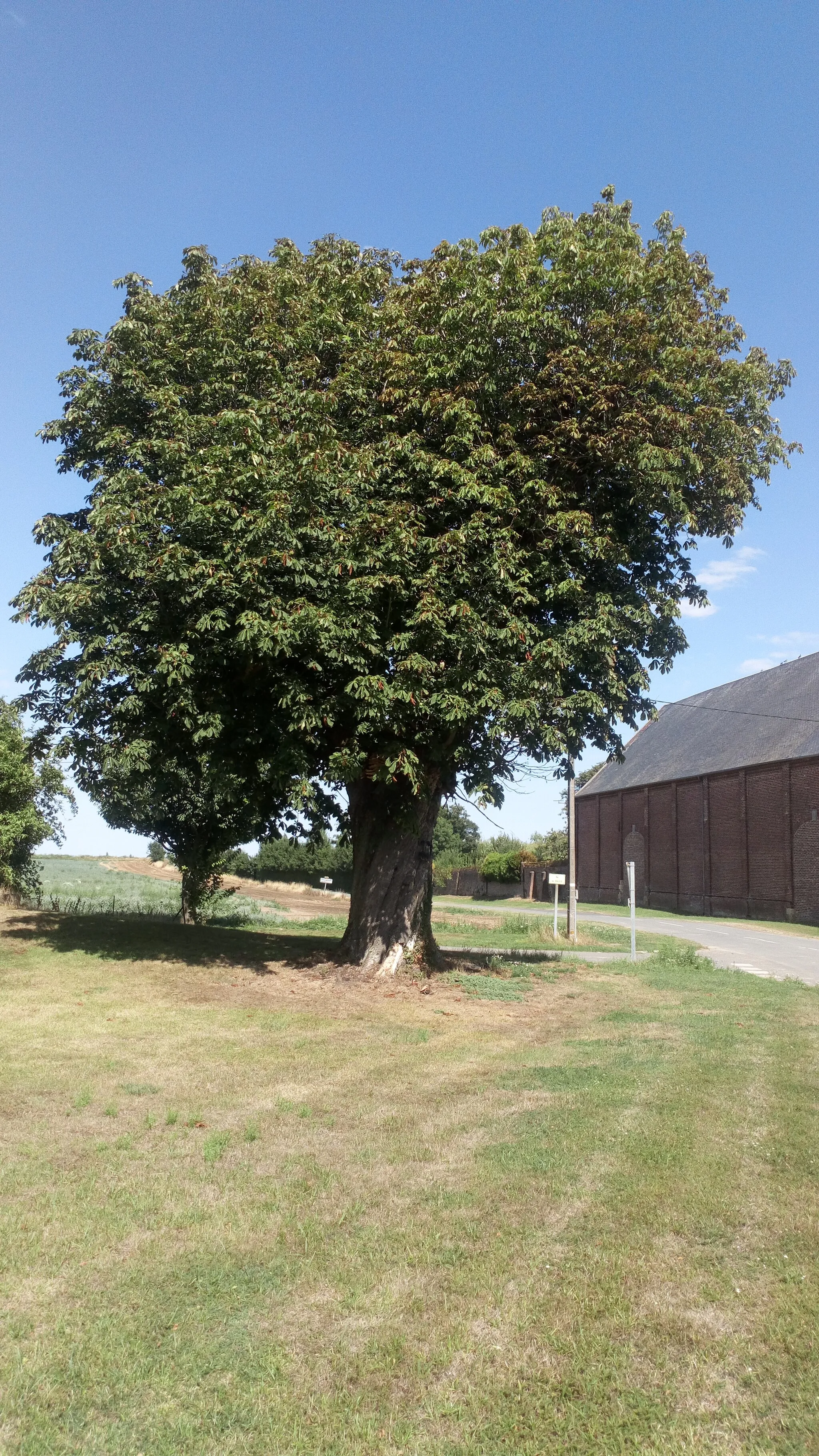 Photo showing: Vieux marronnier de Dreslincourt