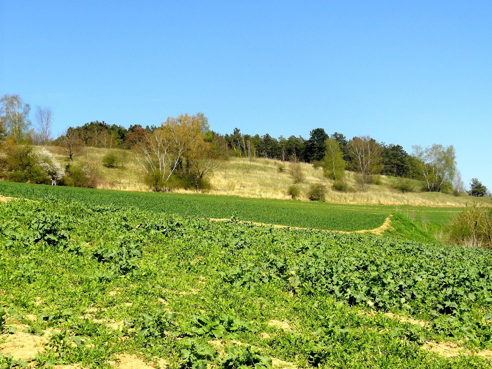 Photo showing: Flanc sud du mont César.