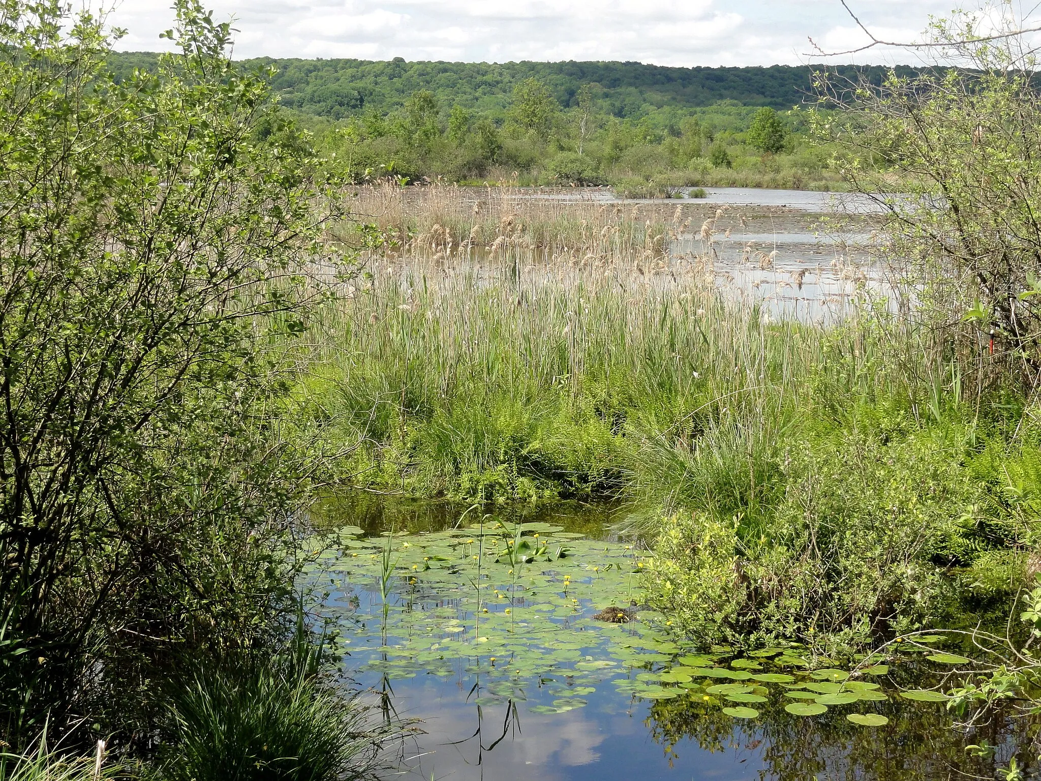 Photo showing: Marais de Cinqueux, vu depuis le pont de la RD sur la Petite Rivière, à la limite avec Sacy-le-Grand.