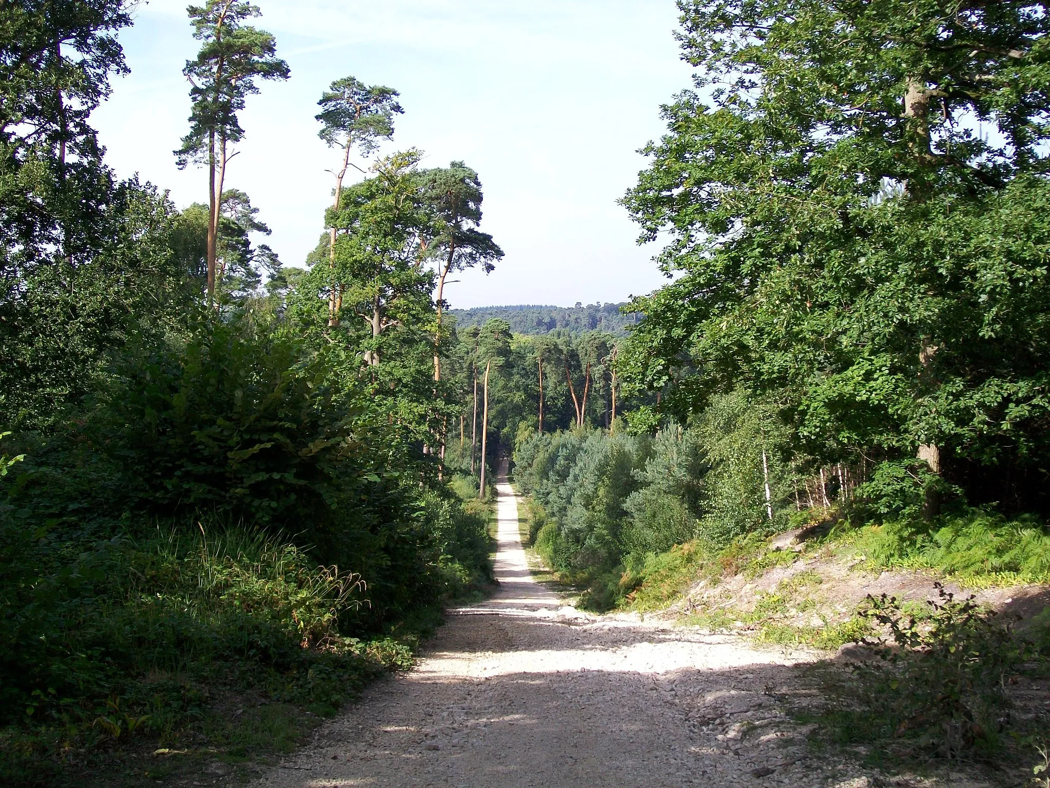 Photo showing: Le relief du bois de Perthe est beaucoup plus accentué que celui du secteur central de la forêt; route du Regard du poteau de Perthe au Désert.