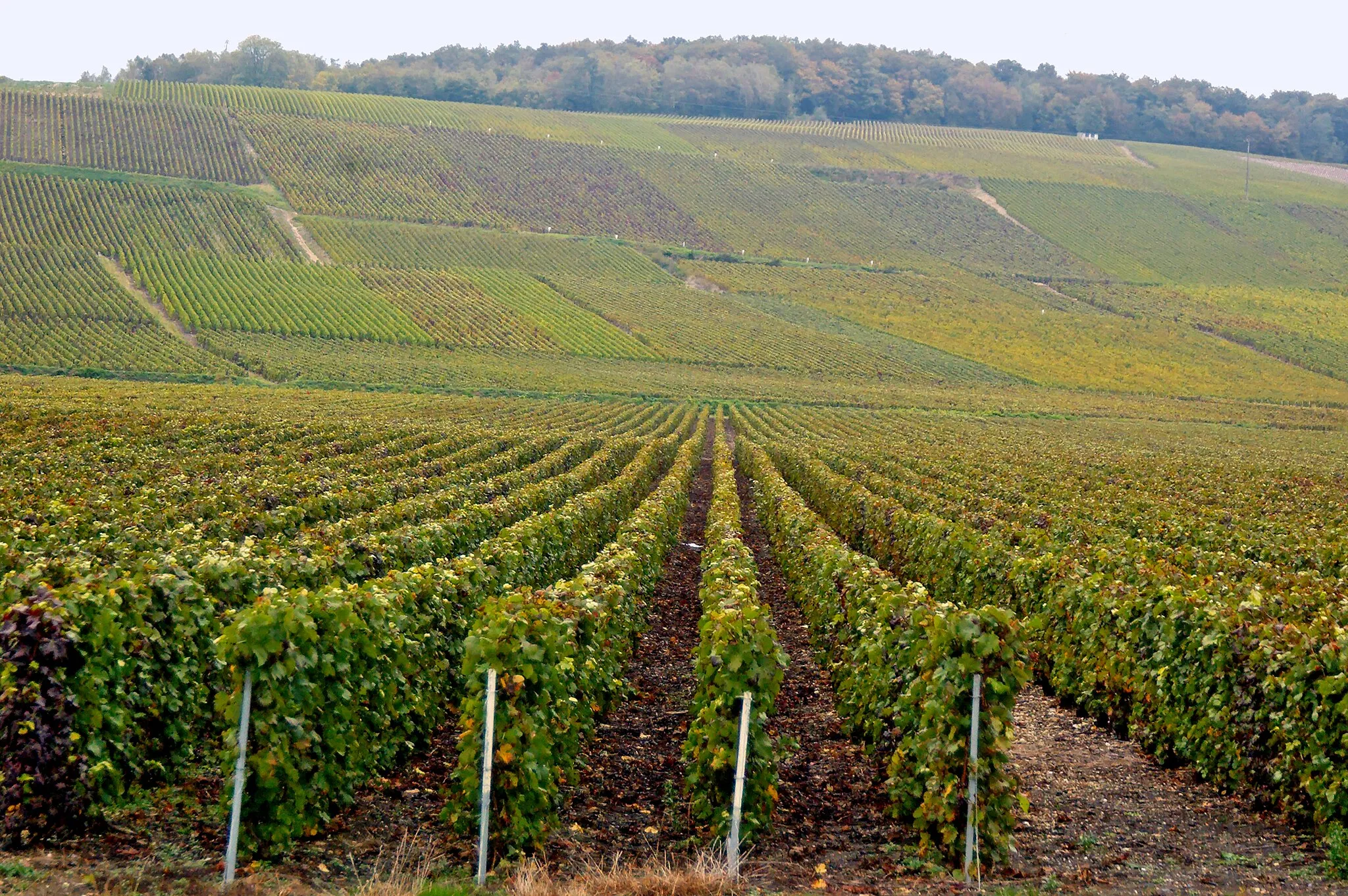 Photo showing: Passy-sur-Marne au cœur du vignoble de Champagne