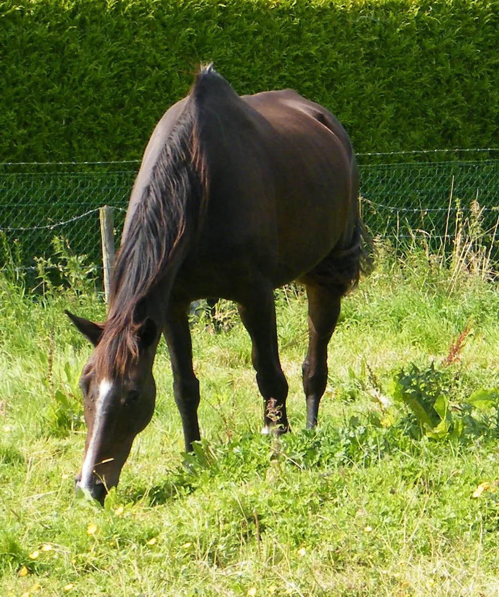 Photo showing: Favières, Somme, France, cheval au pré.