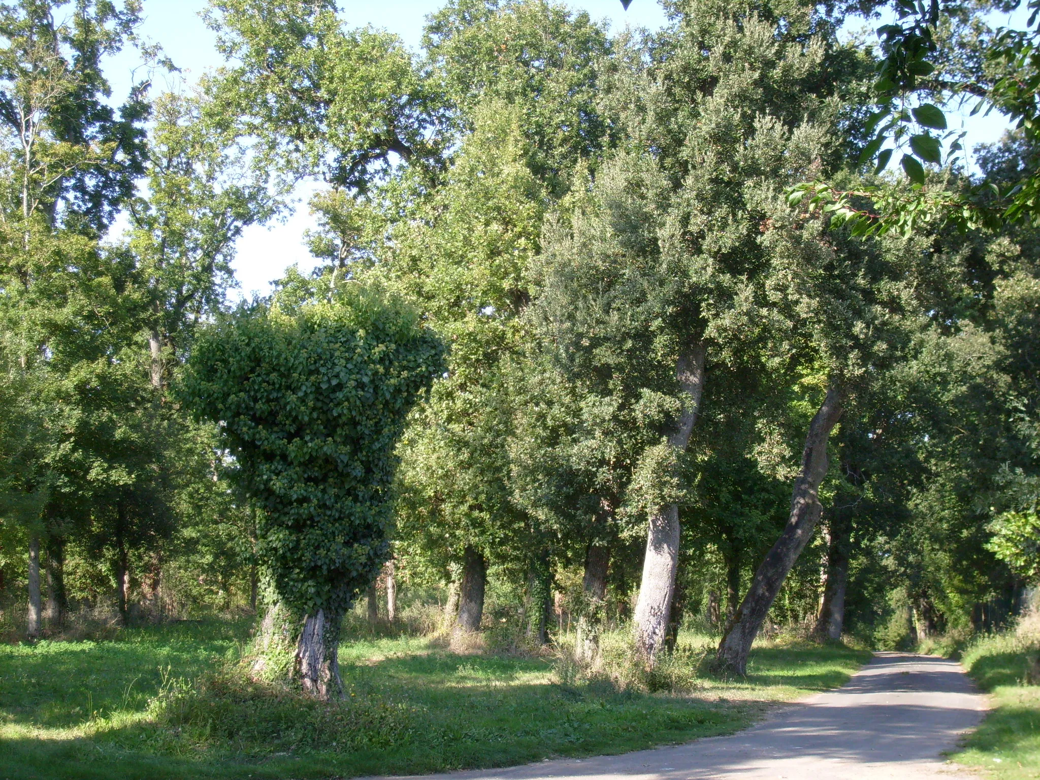 Photo showing: Forêt près de l'Isleau