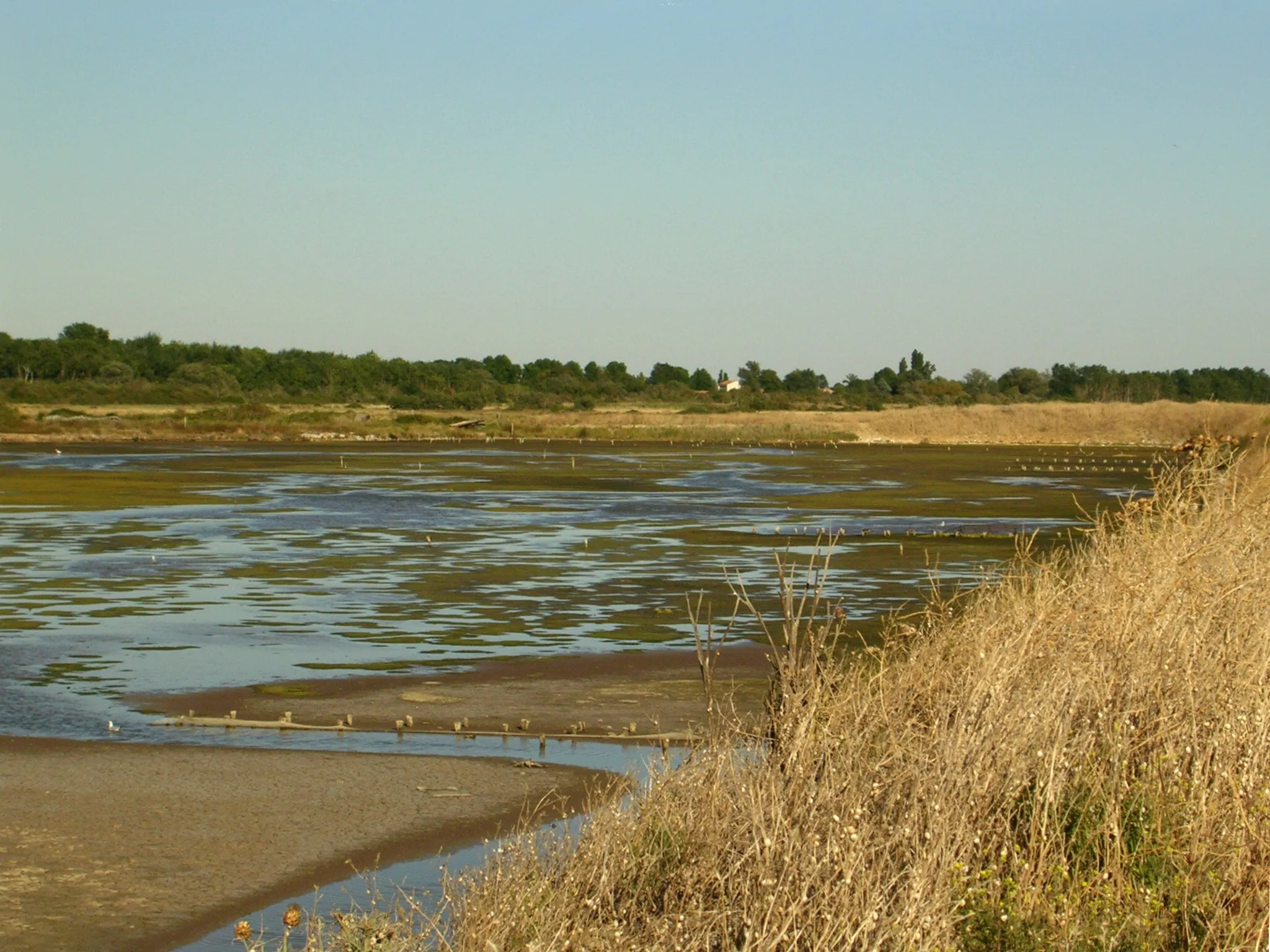 Photo showing: Réserve naturelle du marais d'Yves Charente-Maritime France