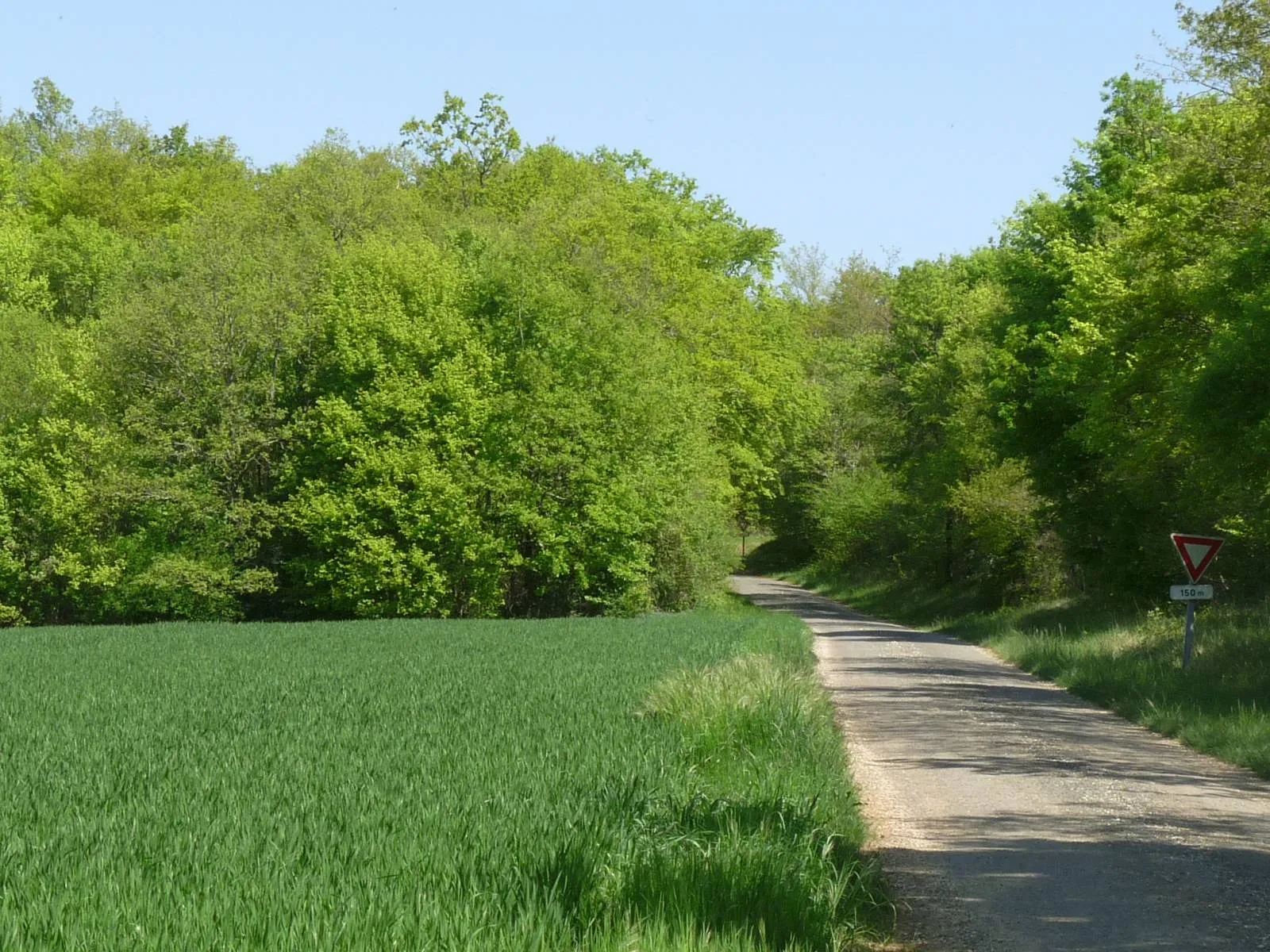 Photo showing: Forêt de Tusson, Villejésus, Charente, France