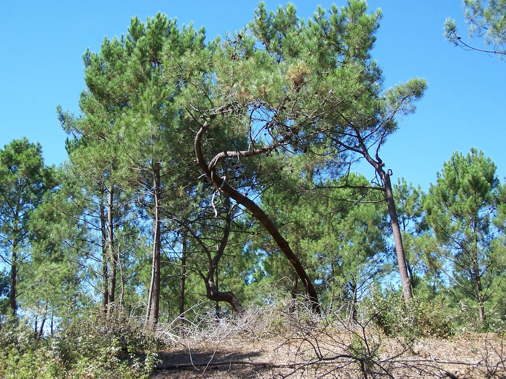Photo showing: Photographie prise dans la forêt de la Coubre, une forêt domaniale couvrant plus de 4 277 hectares en bordure du littoral de la presqu'île d'Arvert, en Charente-Maritime, sur les communes des Mathes et de La Tremblade.
C'est une forêt de pins maritimes, de chênes verts, de chênes pédonculé et d'arbousiers qui a été plantée au début du XIXe siècle pour  contenir l'avancée des sables et protéger le site des érosions éolienne et marine très actives.

Classée forêt littorale de protection, elle abrite une faune variée comportant notamment des cerfs élaphes, des chevreuils et des sangliers.