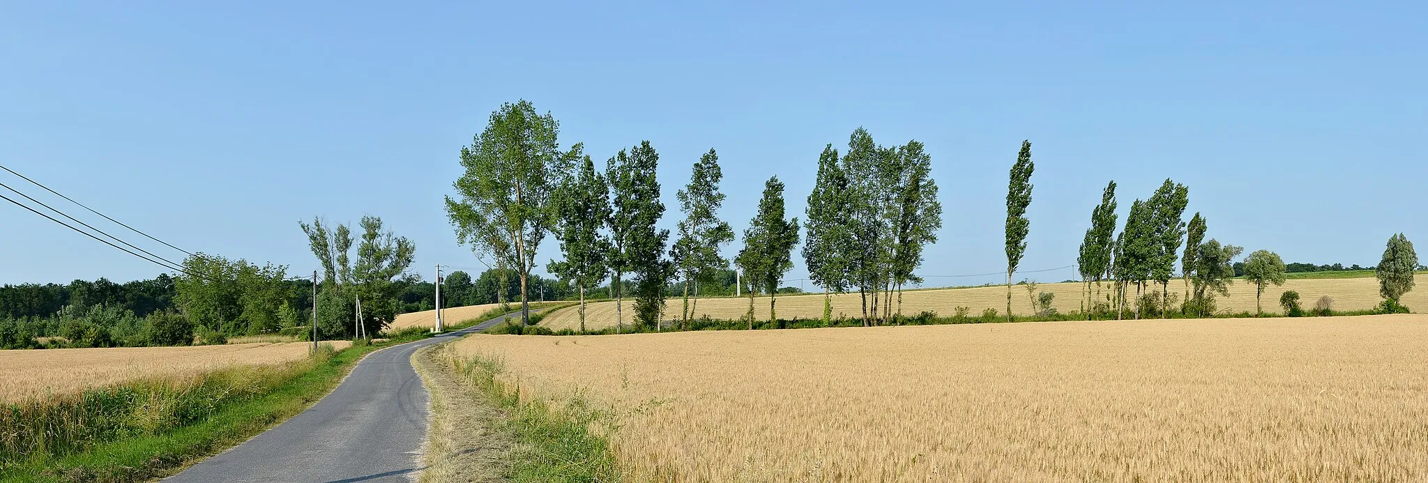 Photo showing: Cornfields and trees along road 142, Saint-Martial, Charente, France.