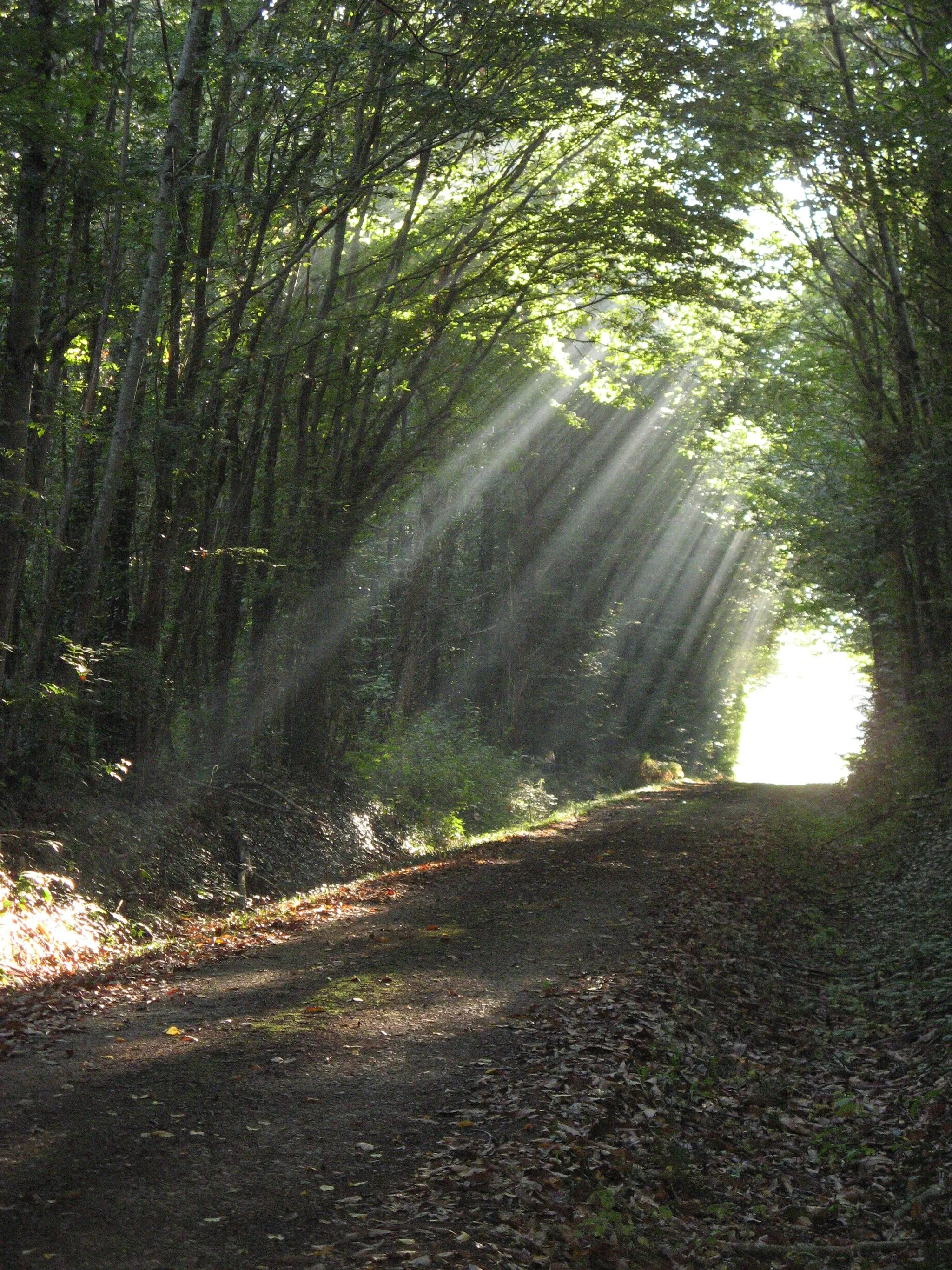 Photo showing: Forêt de l'Hermitain, La Mothe-Saint-Héray, France.