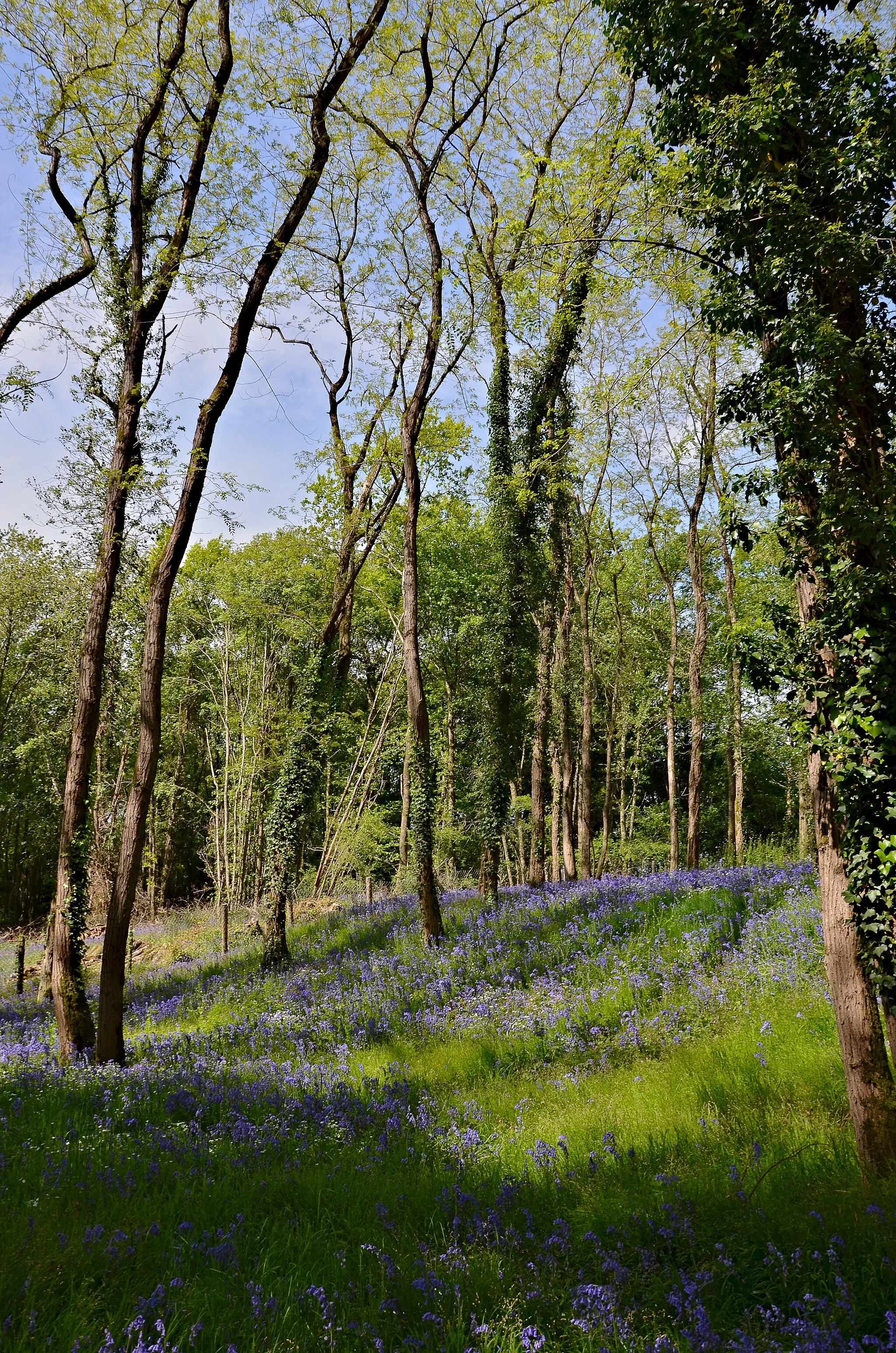 Photo showing: Undergrowth with common bluebells, near road D 4, Saint-Romain, Vienne, France.