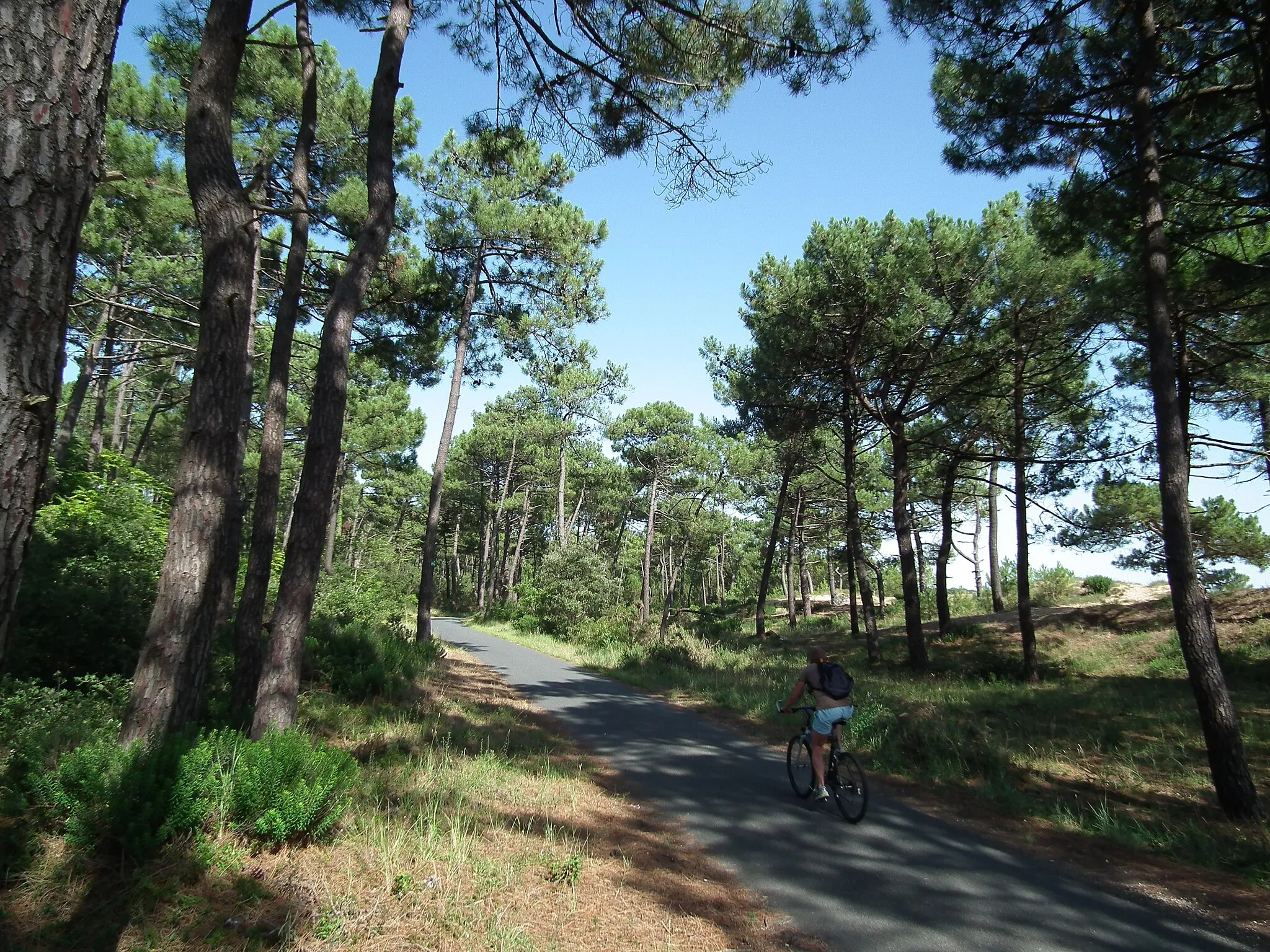 Photo showing: EuroVelo1 dans la forêt de la Coubre