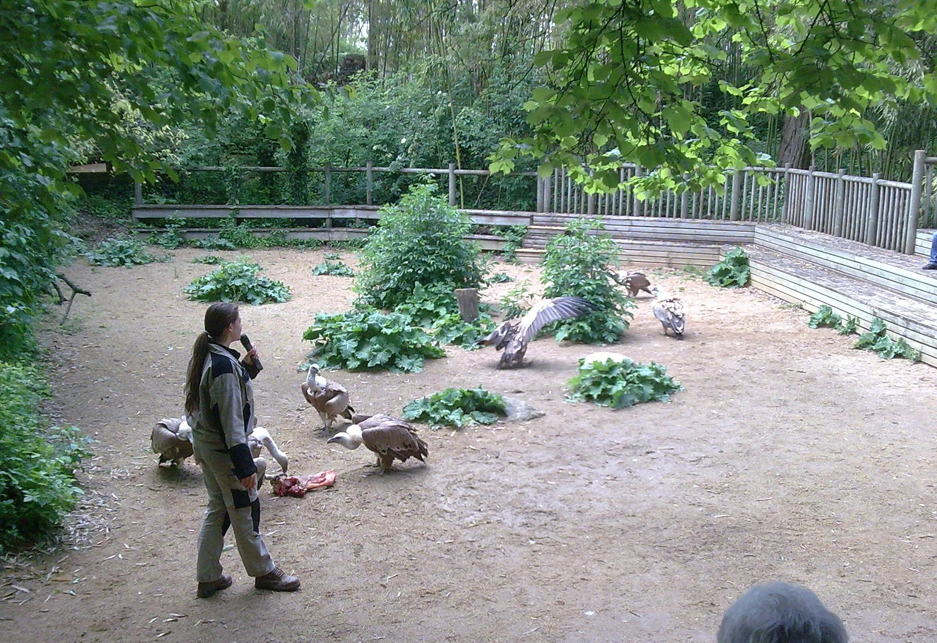 Photo showing: animation pédagogique de la curée des vautours au Bioparc zoo de Doué-la-Fontaine.