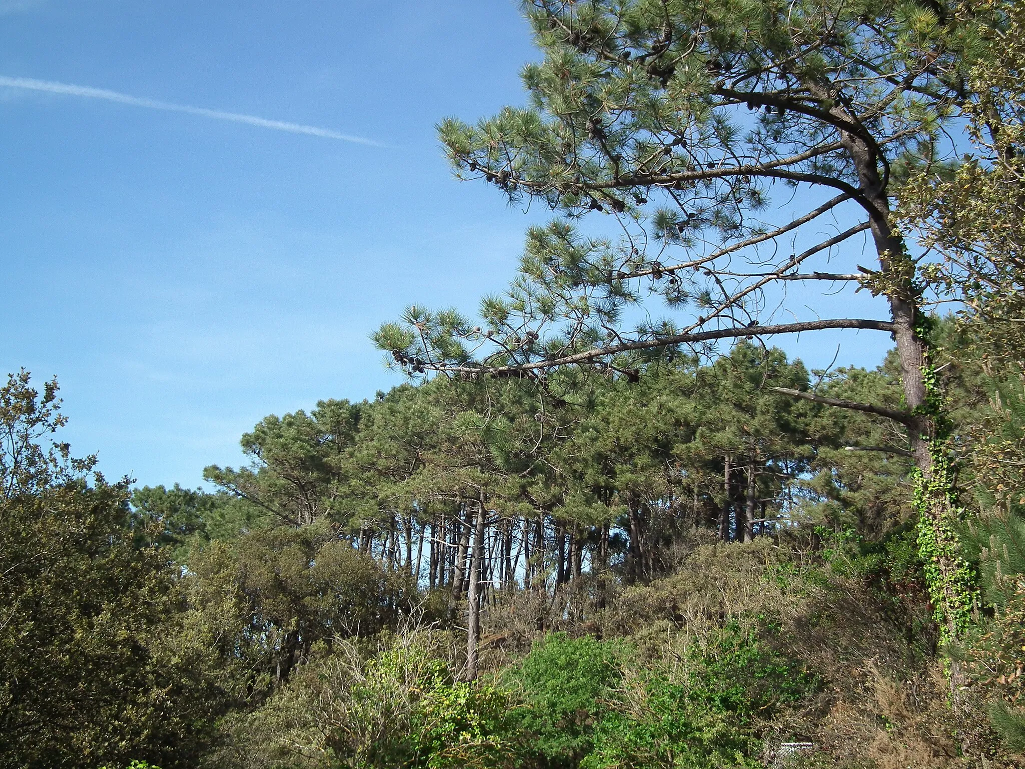 Photo showing: La forêt de Suzac à Saint-Georges-de-Didonne
