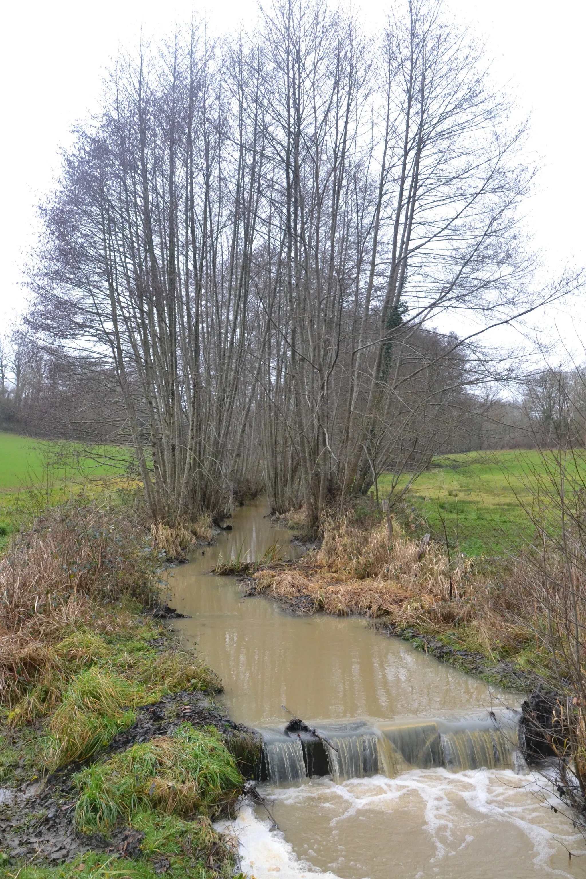 Photo showing: Ruisseau près de Grenord (commune de Chabanais, Charente, France).